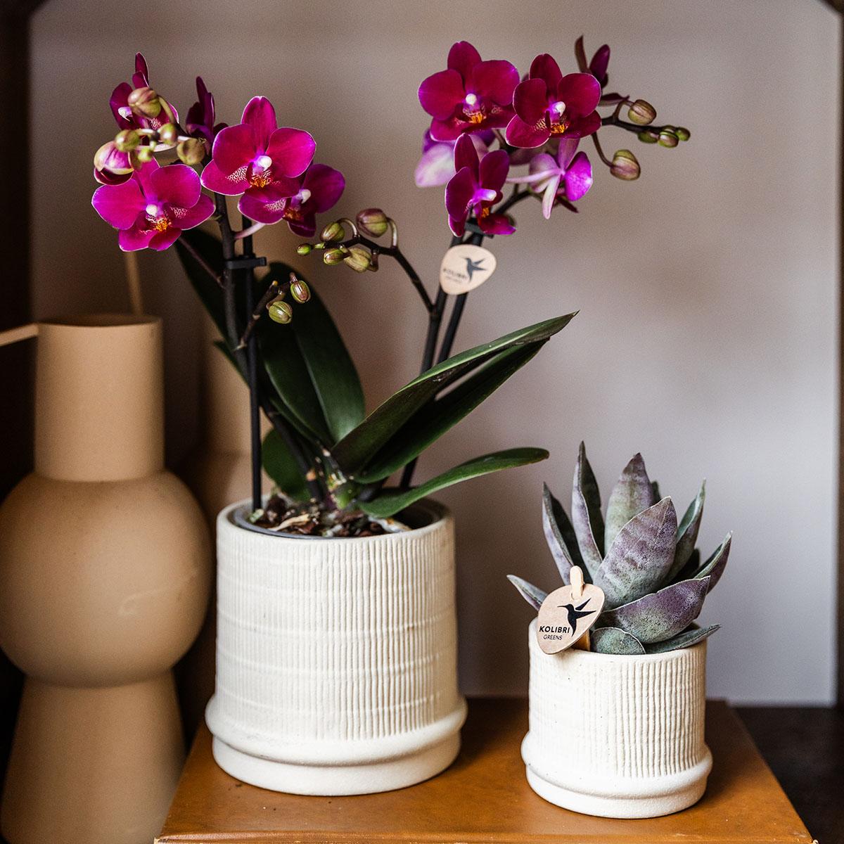 Hummingbird Home | Bali decorative pot - Off White - Ø9cm