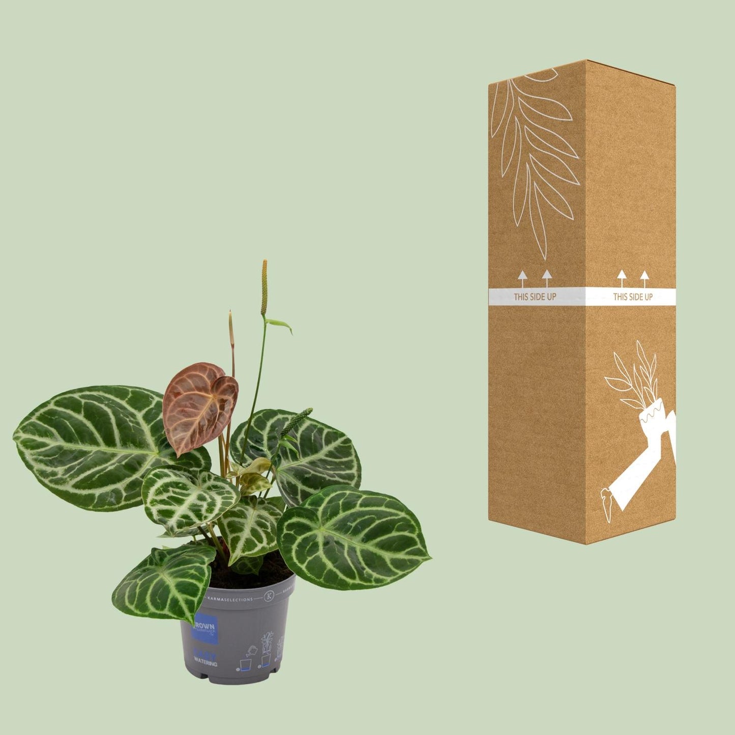 Anthurium Crystal Hybrid Compact - Ø17cm - ↕40cm