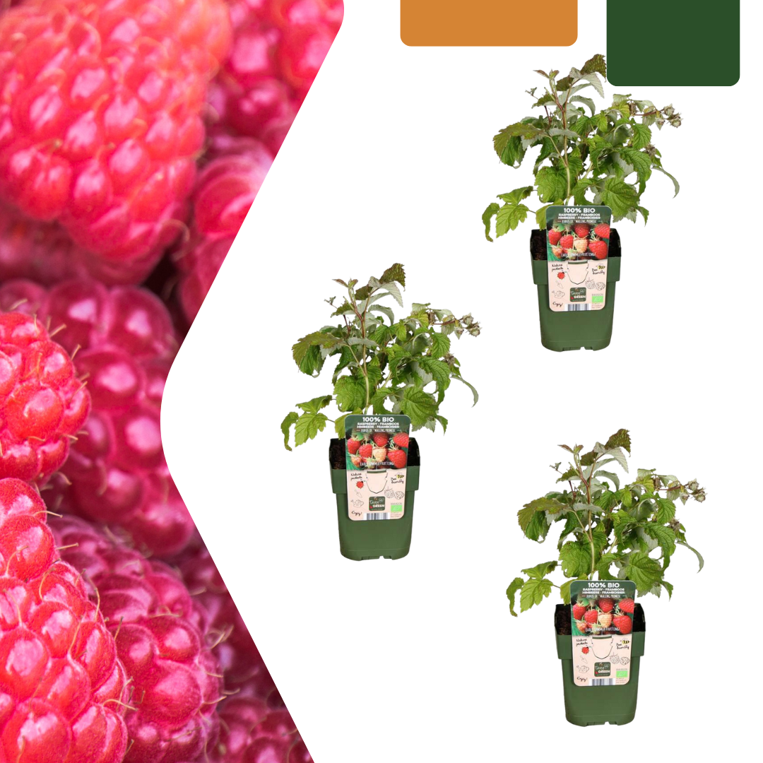3 x organic raspberry plants - Ø 13 cm - ↨ 20 cm