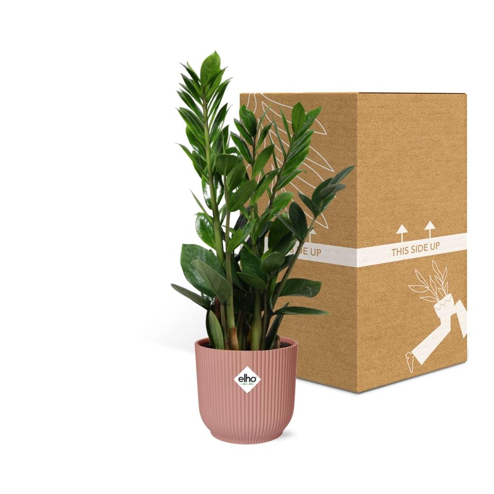 Zamioculcas – Height 45-50 in ELHO Vibes Fold 14cm pink