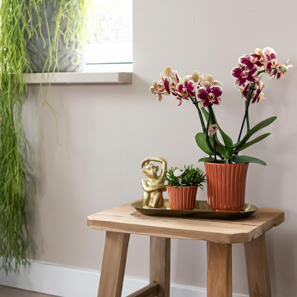 Surprise box single-colored - plant advantage box - surprise box with 4 different orchids ø9cm