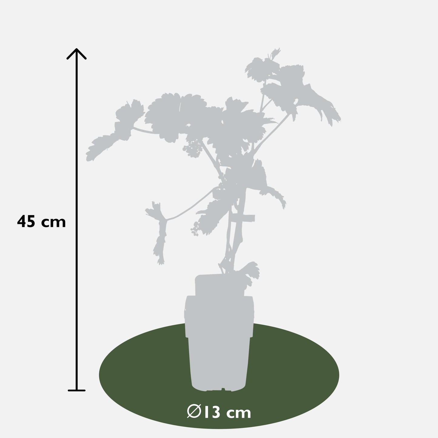 Vitis vinifera 'Johanniter' - White Grape - Ø13cm - ↕45cm