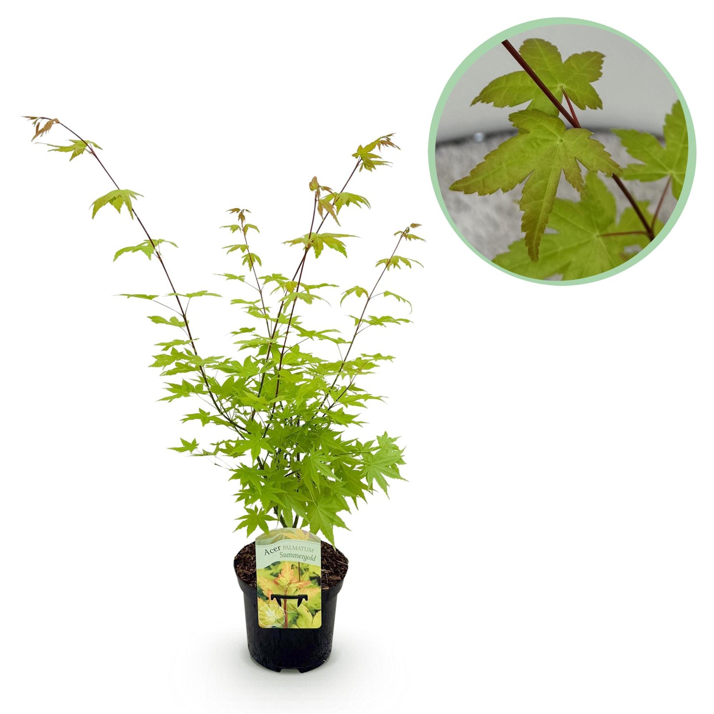 Green boutiQ - Terrace plant - Japanese Maple - Acer palmatum Summergold - Yellow - 1 Plant - Deciduous - Pot 19cm Height 70cm