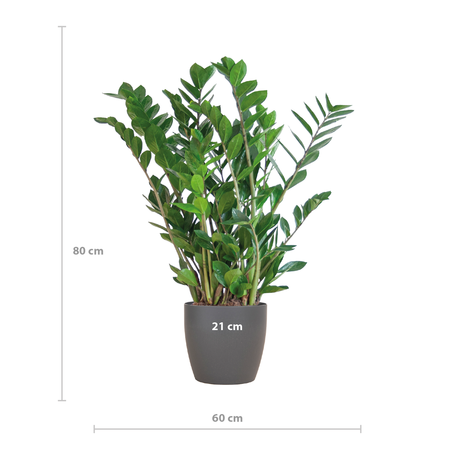 Zamioculcas Zamiifolia with Viber grey - 80cm - Ø21