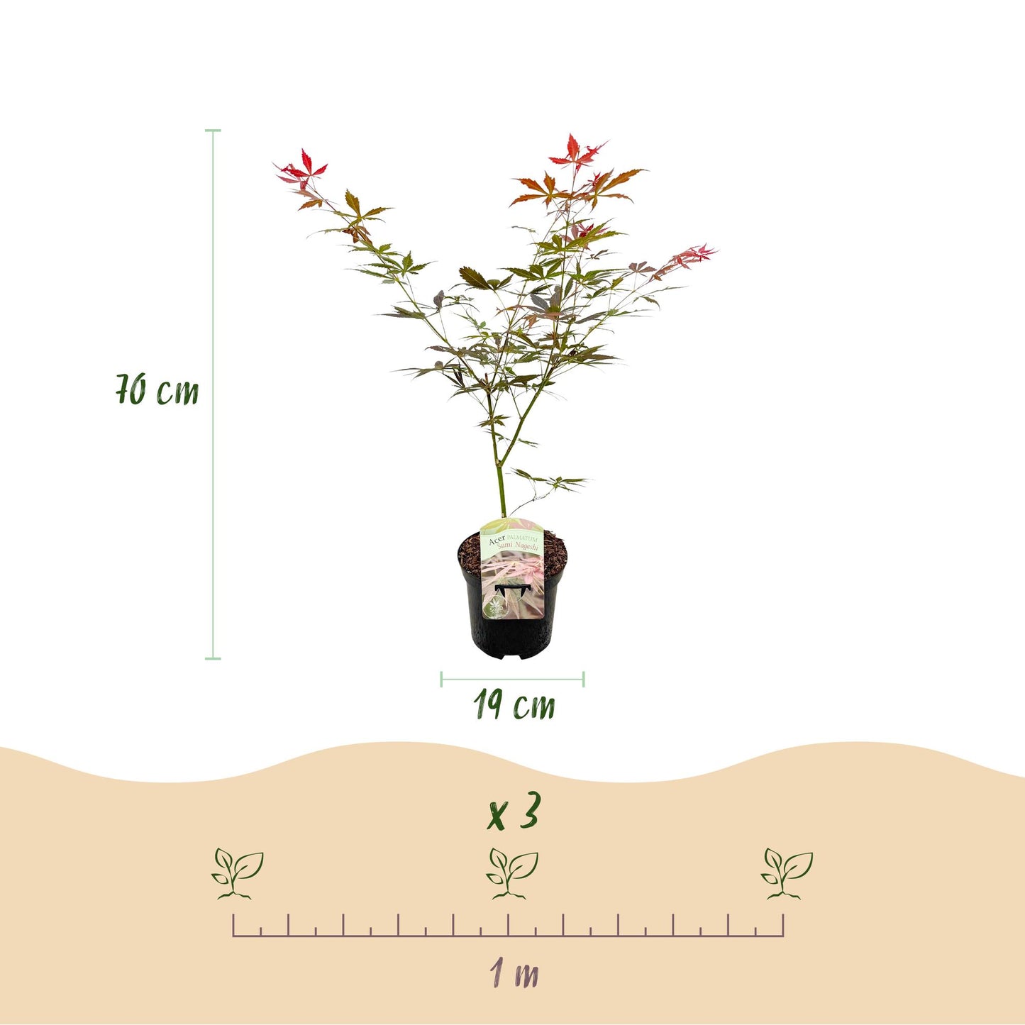Green boutiQ - Terrace plant - Japanese Maple - Acer palmatum Sumi-nagashi - Red - 2 Plants - Deciduous - Pot 19cm Height 70cm