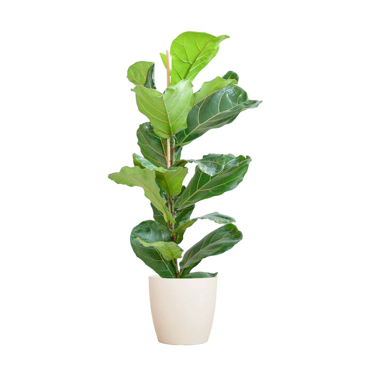 Ficus Lyrata with Viber pot white - 80cm - Ø21