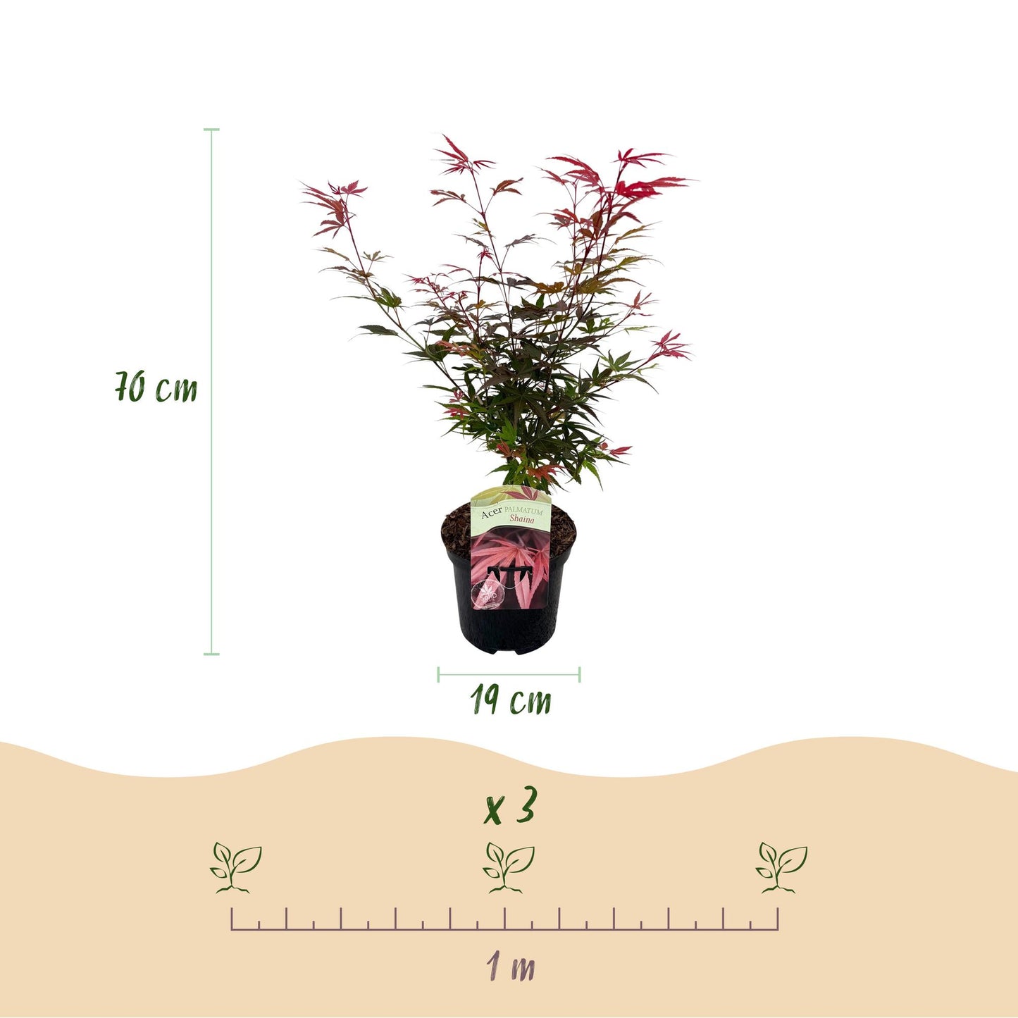 Green boutiQ - Terrace plant - Japanese Maple - Acer palmatum Shaina - Red - 1 Plant - Deciduous - Pot 19cm Height 70cm