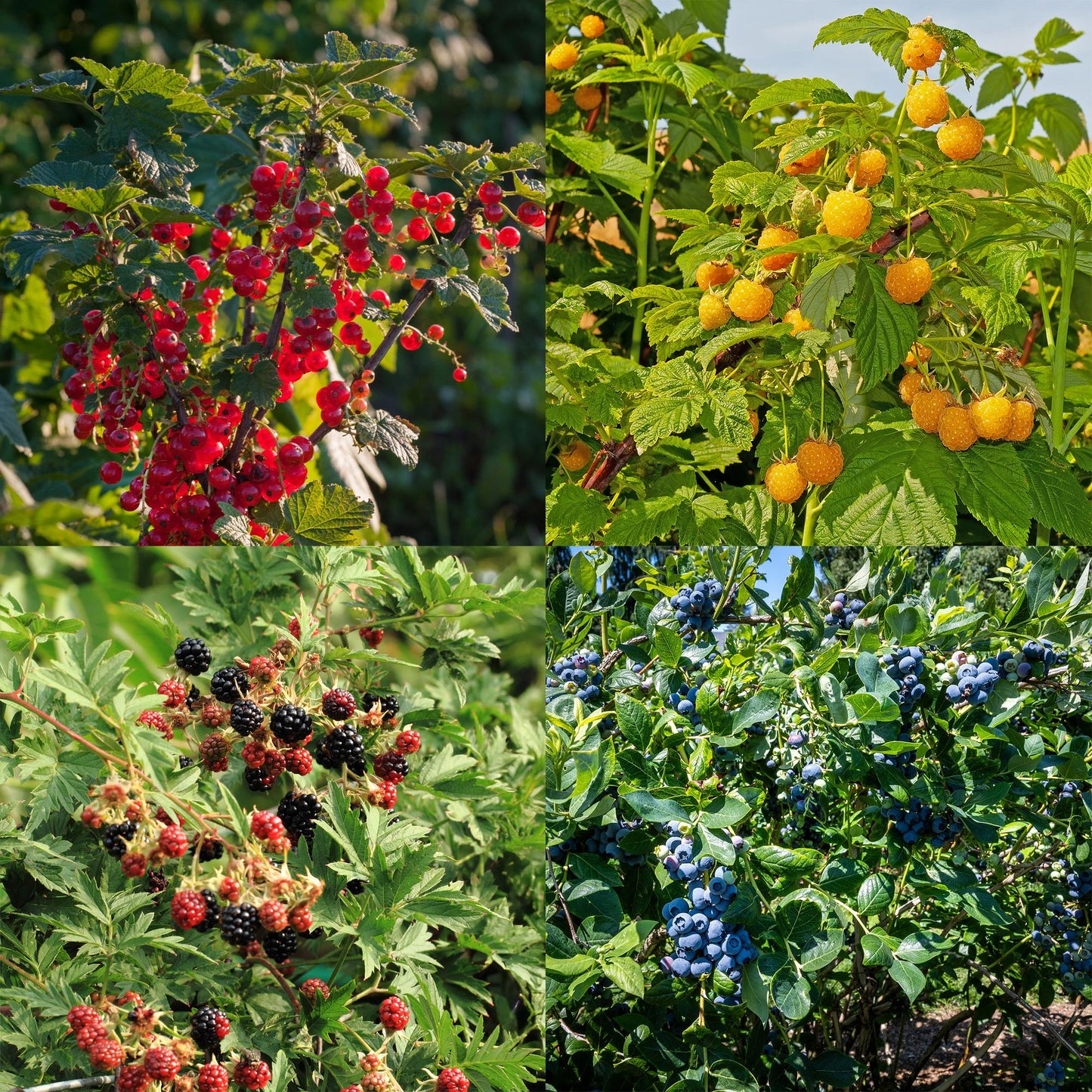 Green boutiQ - Fruit planten mix - Rode Bes, Gele Framboos, Zwarte Braam, Blauwe bes - 4 planten - Pot 11cm Hoogte 40cm