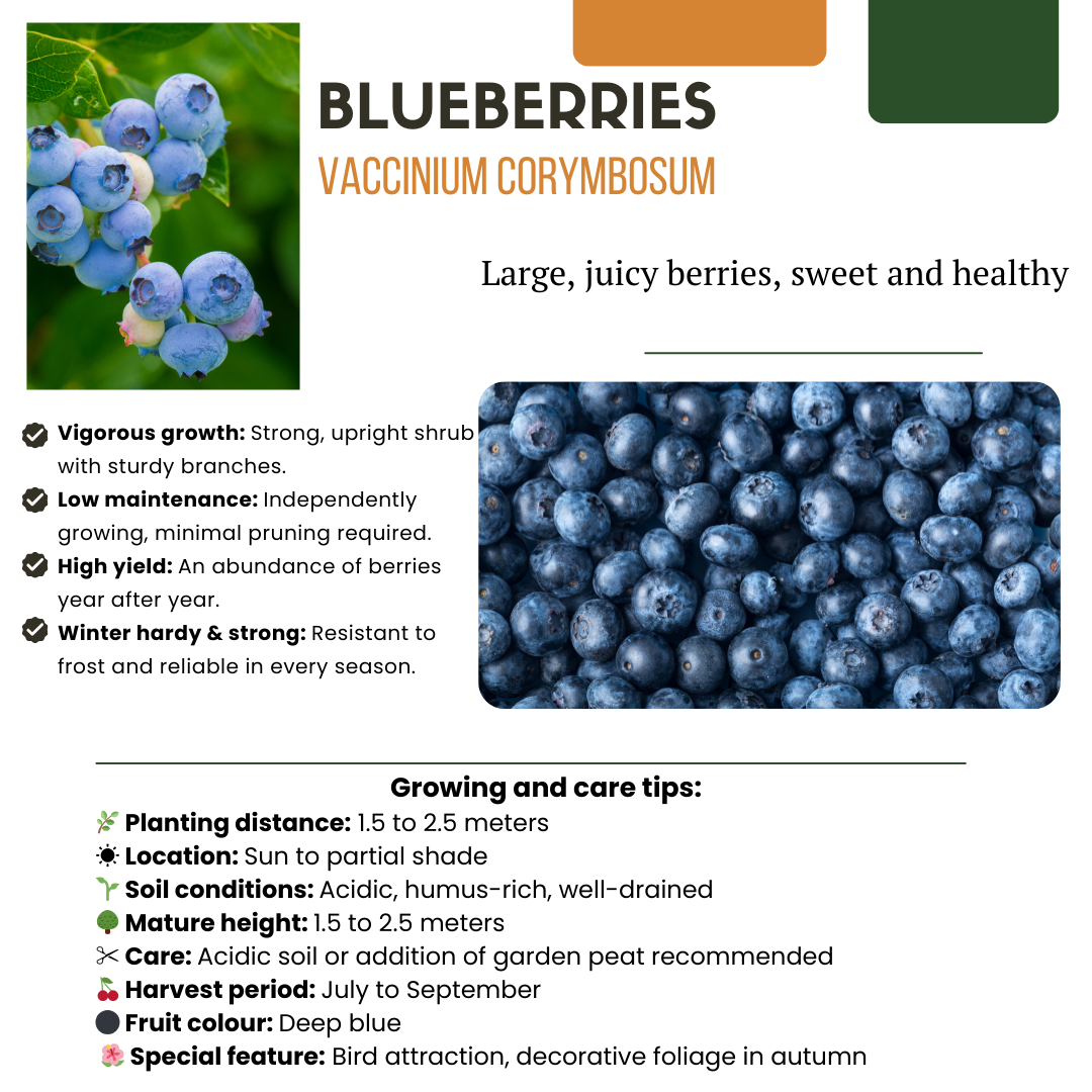 "Fruit party" BIO Fruit plants mix set of 3 different types