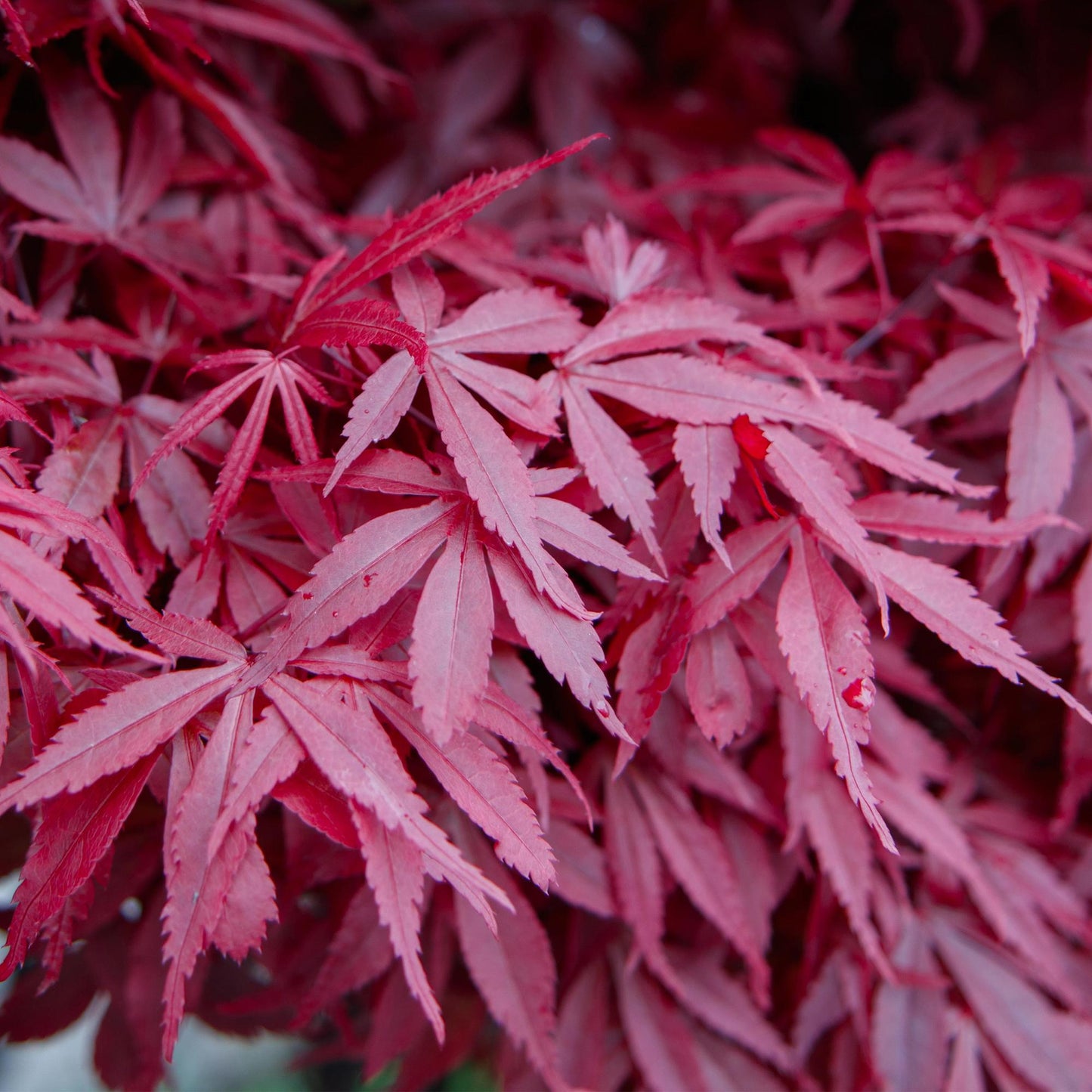Green boutiQ - Patio plant - Japanese Maple - Acer palmatum Skeetsers Broom - Purple - 1 Plant - Deciduous - Pot 19cm Height 70cm