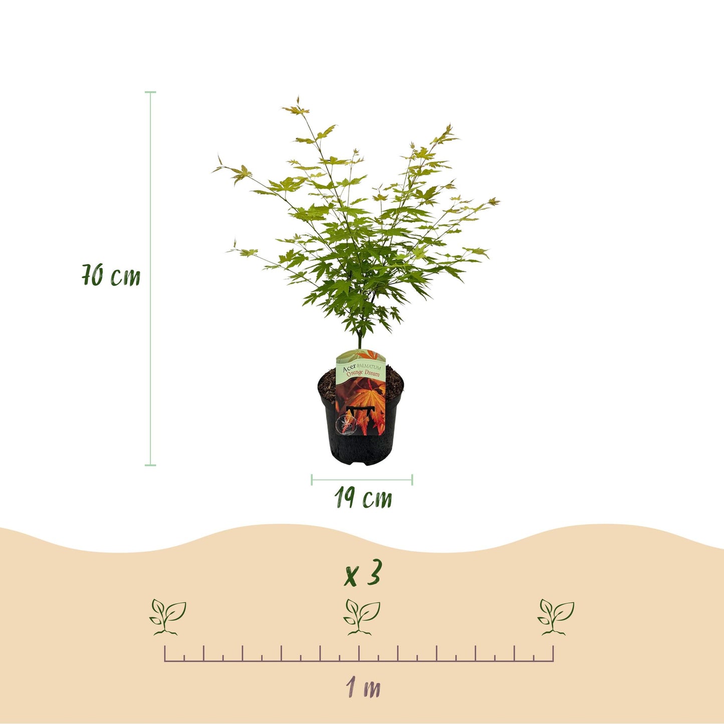 Green boutiQ - Terrace plant - Japanese Maple - Acer palmatum Orange Dream - Orange - 1 Plant - Deciduous - Pot 19cm Height 70cm