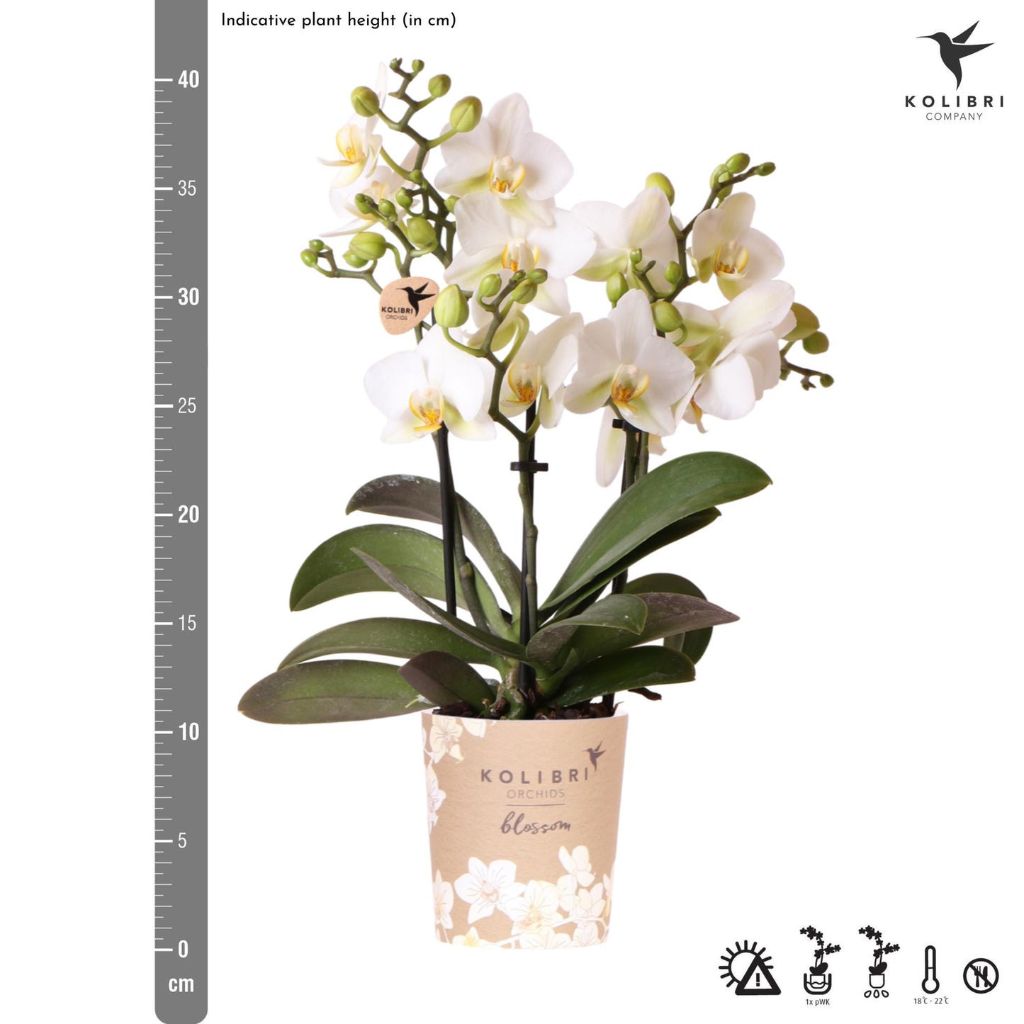 Kolibri Orchids | white phalaenopsis orchid, pot size Ø9cm | Lausanne | flowering houseplant - fresh from the grower
