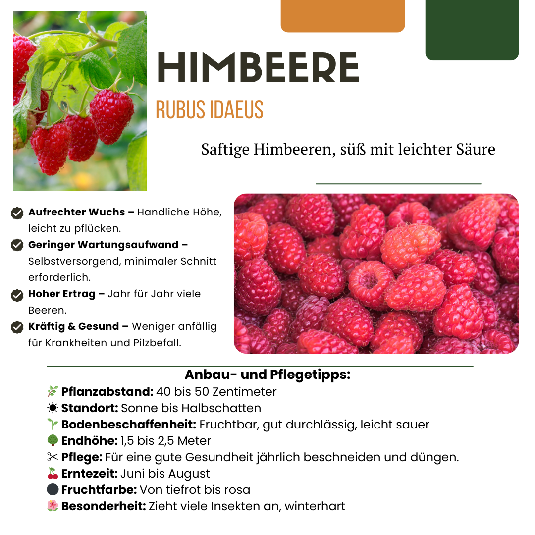 "Summer Fruits" BIO Fruit Plants Mix Set of 4 Different Types