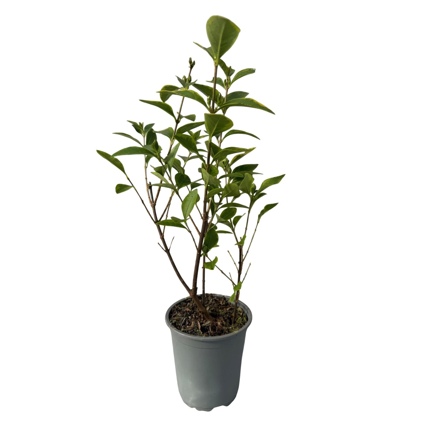 Green boutiQ - Hedge plants - Ligustrum ovalifolium Aureum - leaf yellow green - 8 plants - 1 linear meter - evergreen - pot 9cm height 35-40cm