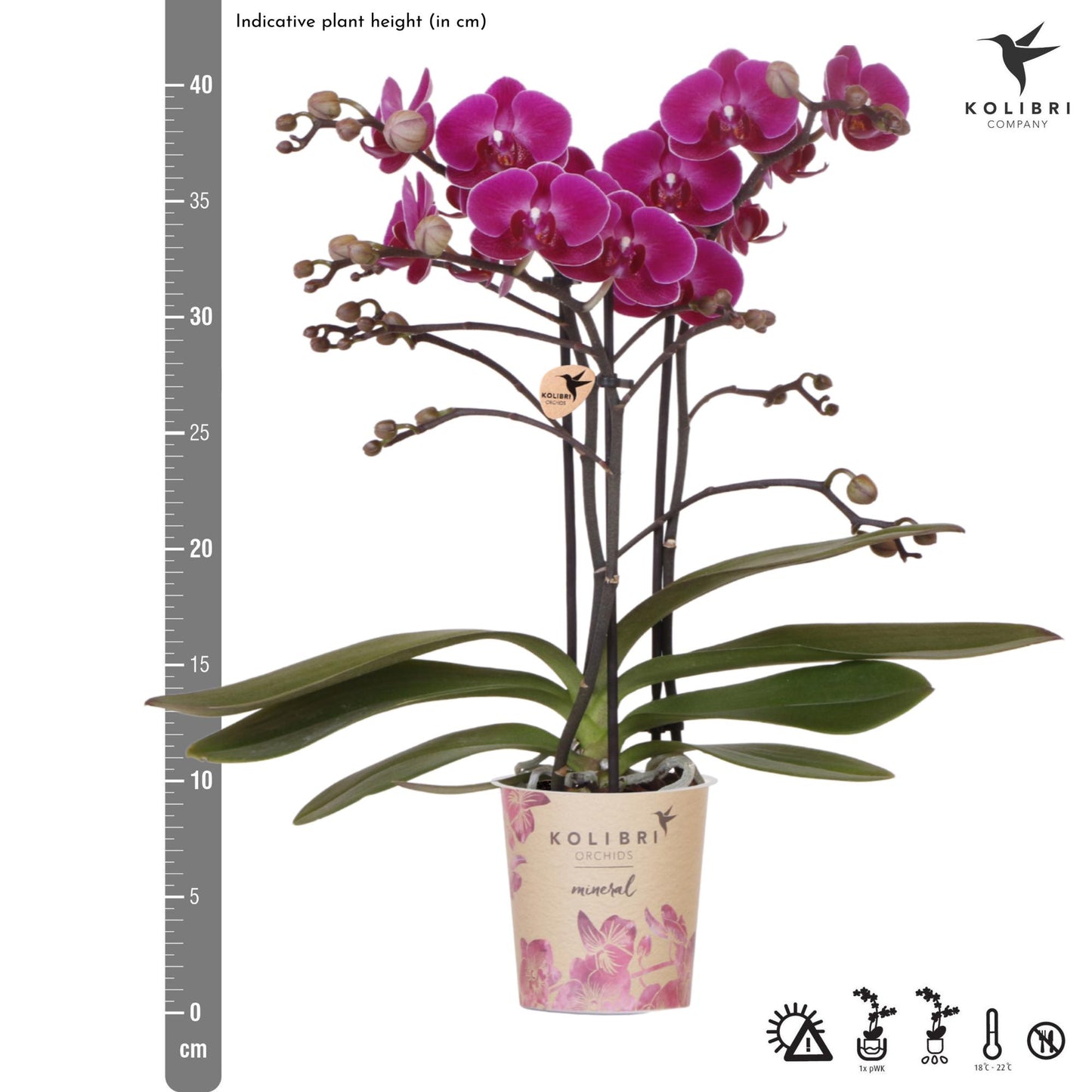 Kolibri Orchids | Purple phalaenopsis orchid pot size Ø9cm | Morelia | flowering houseplant - fresh from the grower