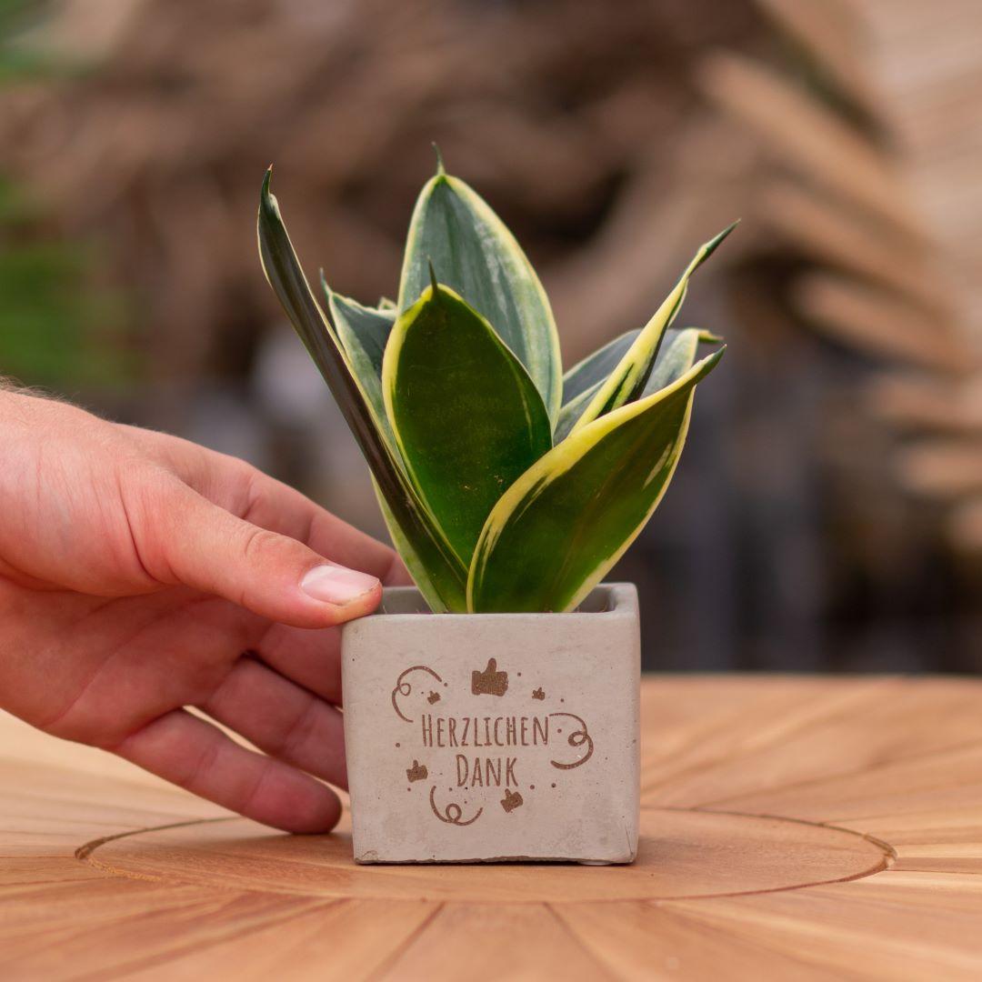Congreet Blumentöpfe + Sansevieria | Herzlichen Dank