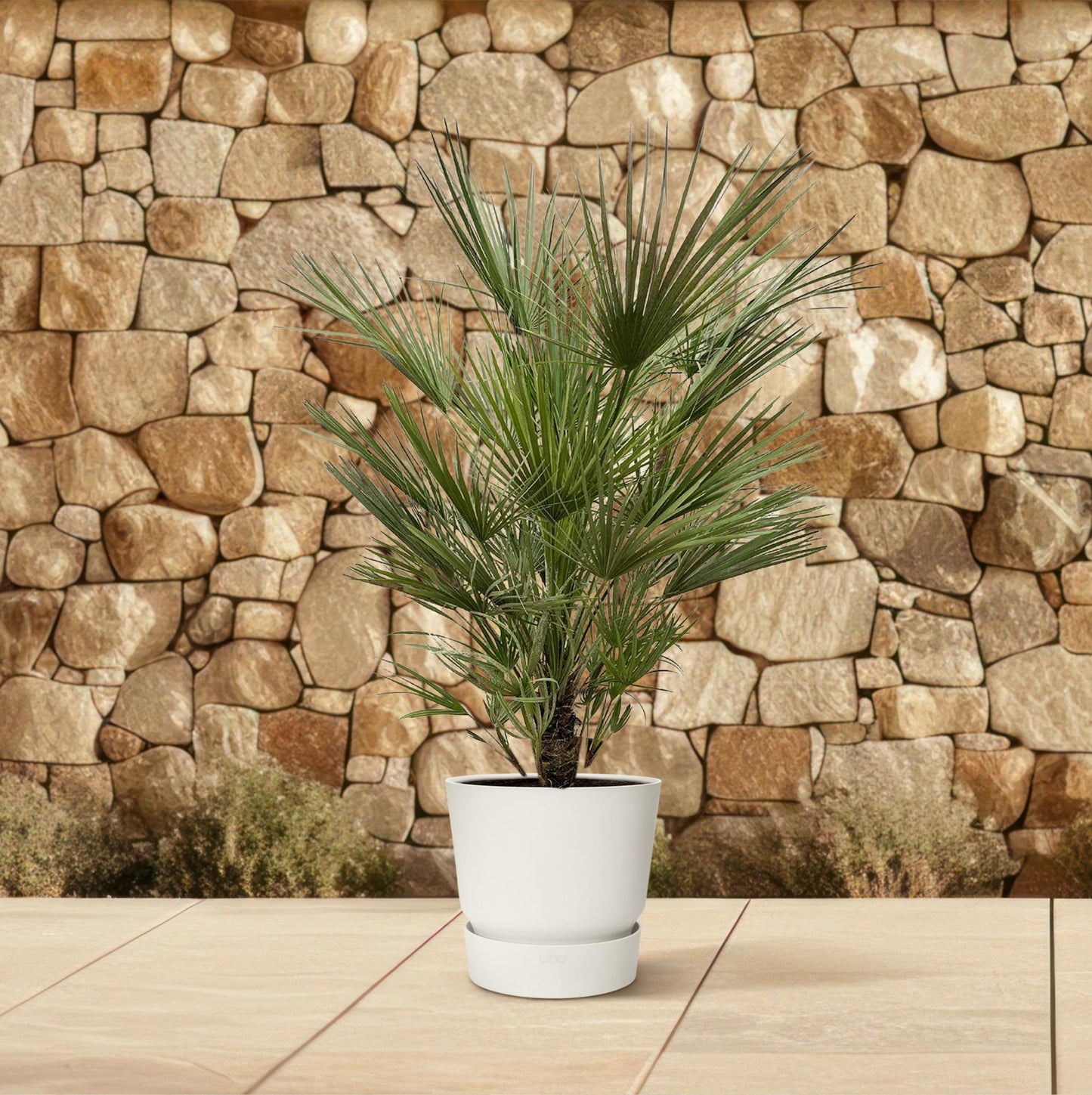 Chamaerops Humilis - 150cm - ø30
