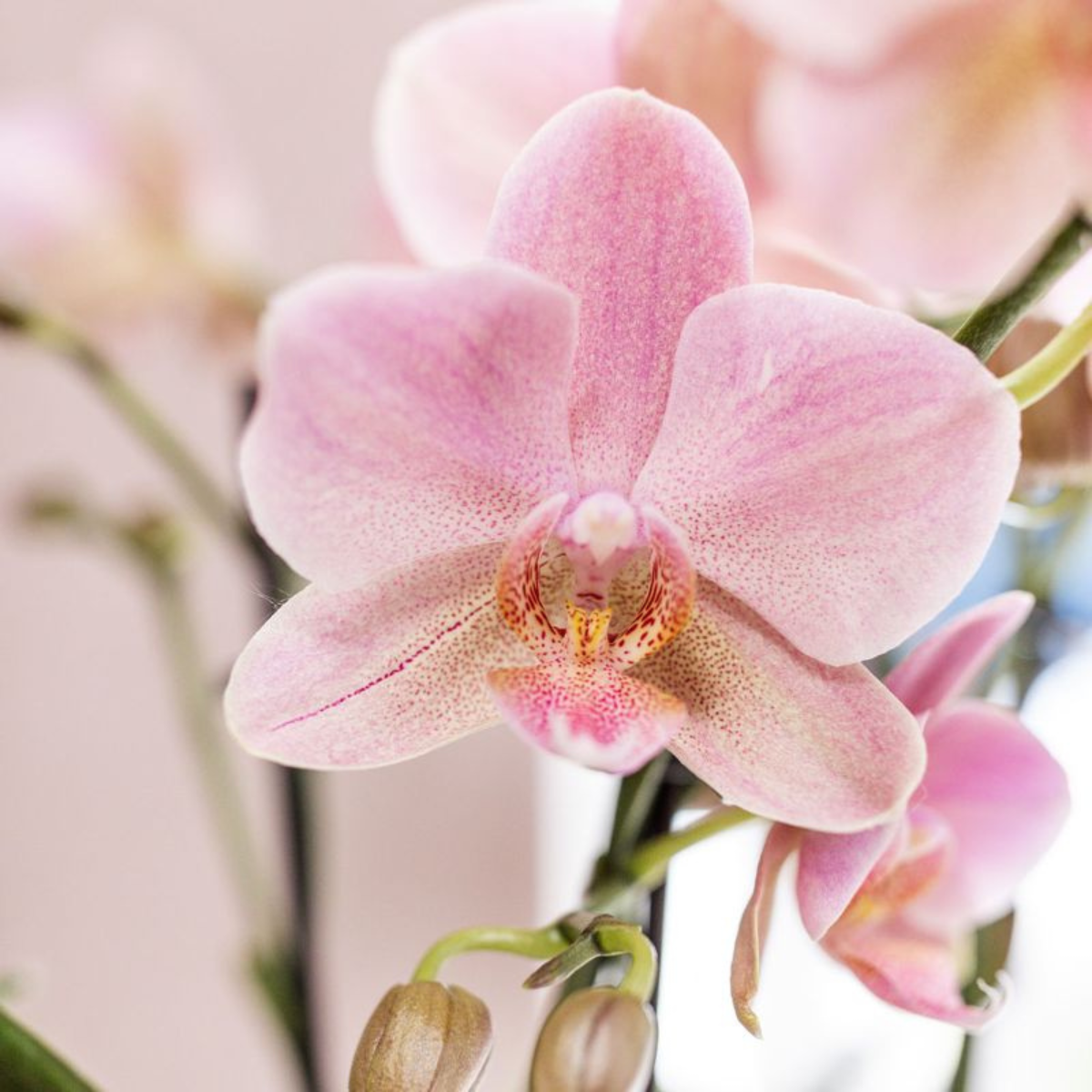 Kolibri-Orchideen | KOMBI-ANGEBOT aus 4 Phalaenopsis-Orchideen – Treviso – Topfgröße Ø12cm | blühende Zimmerpflanze – frisch vom Züchter