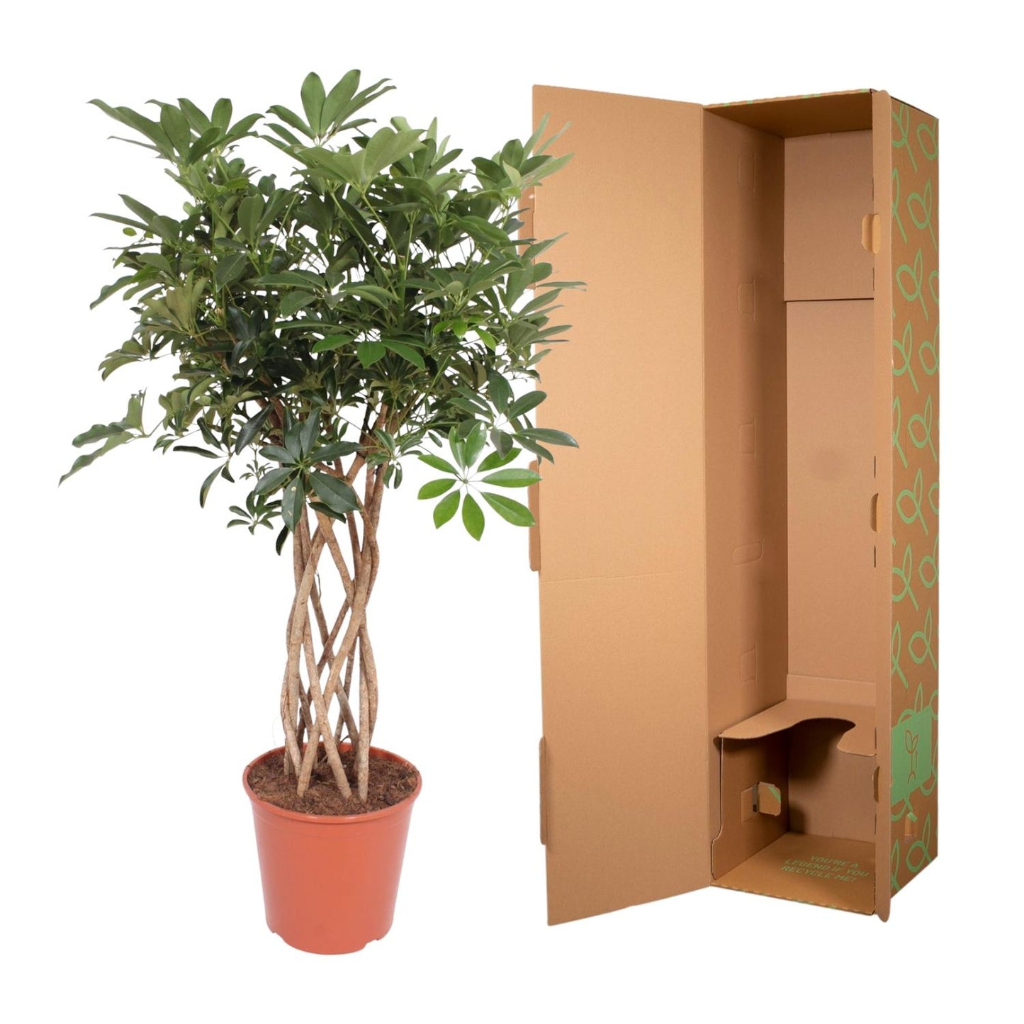 Schefflera Arboricola Compacta braided trunk - 130 cm - ø30