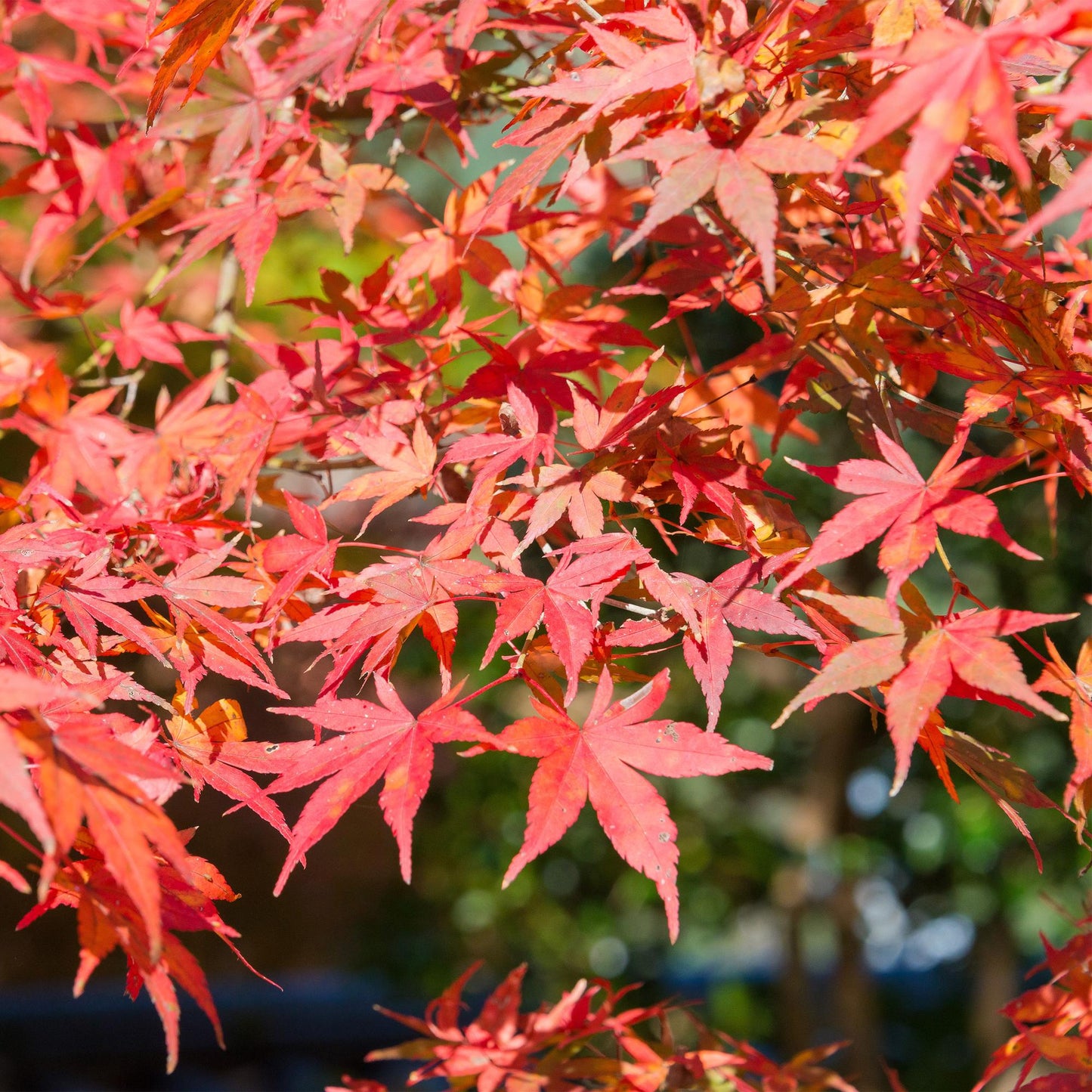 Green boutiQ - Terrace plant - Japanese Maple - Acer palmatum Shaina - Red - 1 Plant - Deciduous - Pot 19cm Height 70cm