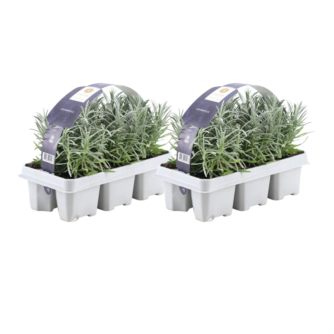 2x 6 pack Lavender angustifolia - Ø7 cm - ↕15 cm