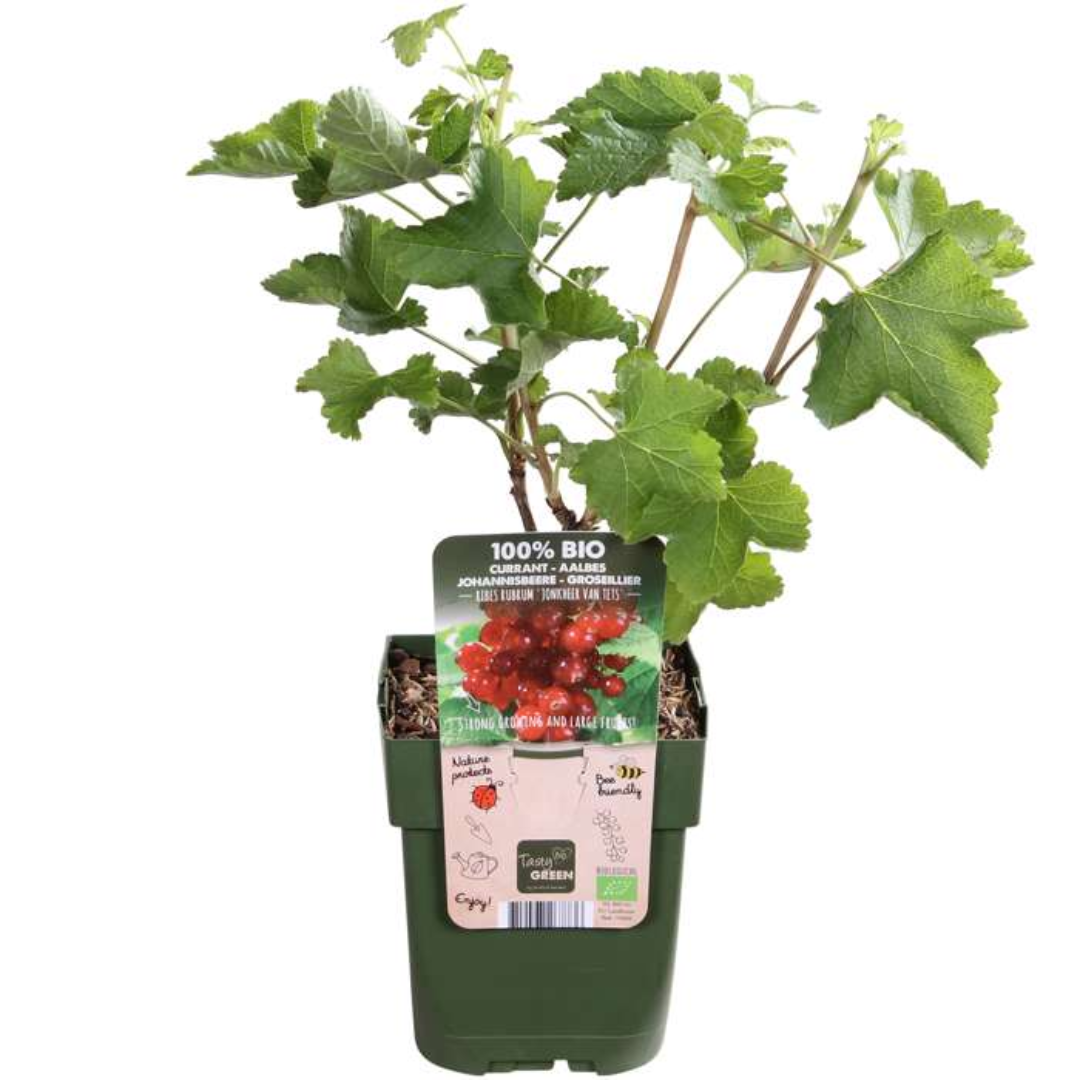"Fruit Oasis" BIO Fruit Plants Mix Set of 5 Different Types