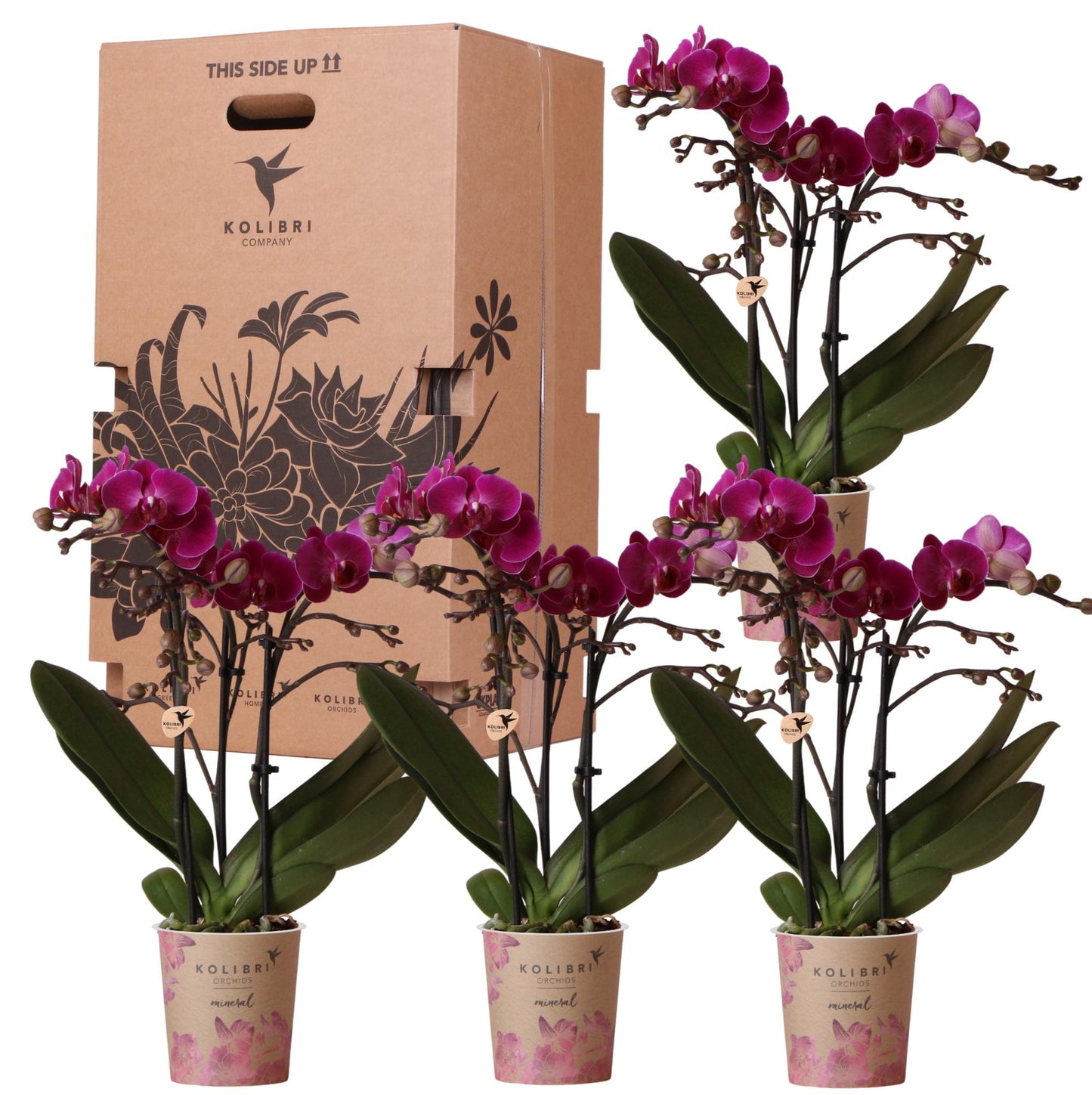 Surprise box single-colored - plant advantage box - surprise box with 4 different orchids ø9cm