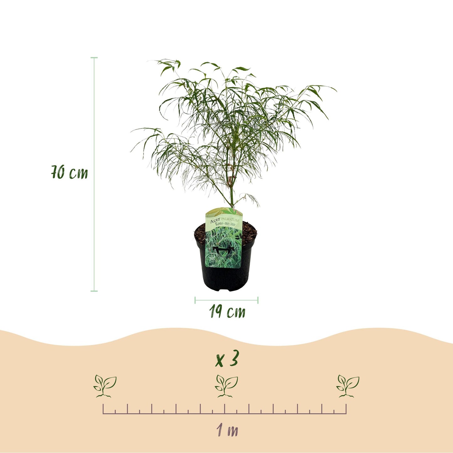 Green boutiQ - Patio plant - Japanese Maple - Acer palmatum Koto-no-ito - Green - 2 Plants - Deciduous - Pot 19cm Height 70cm