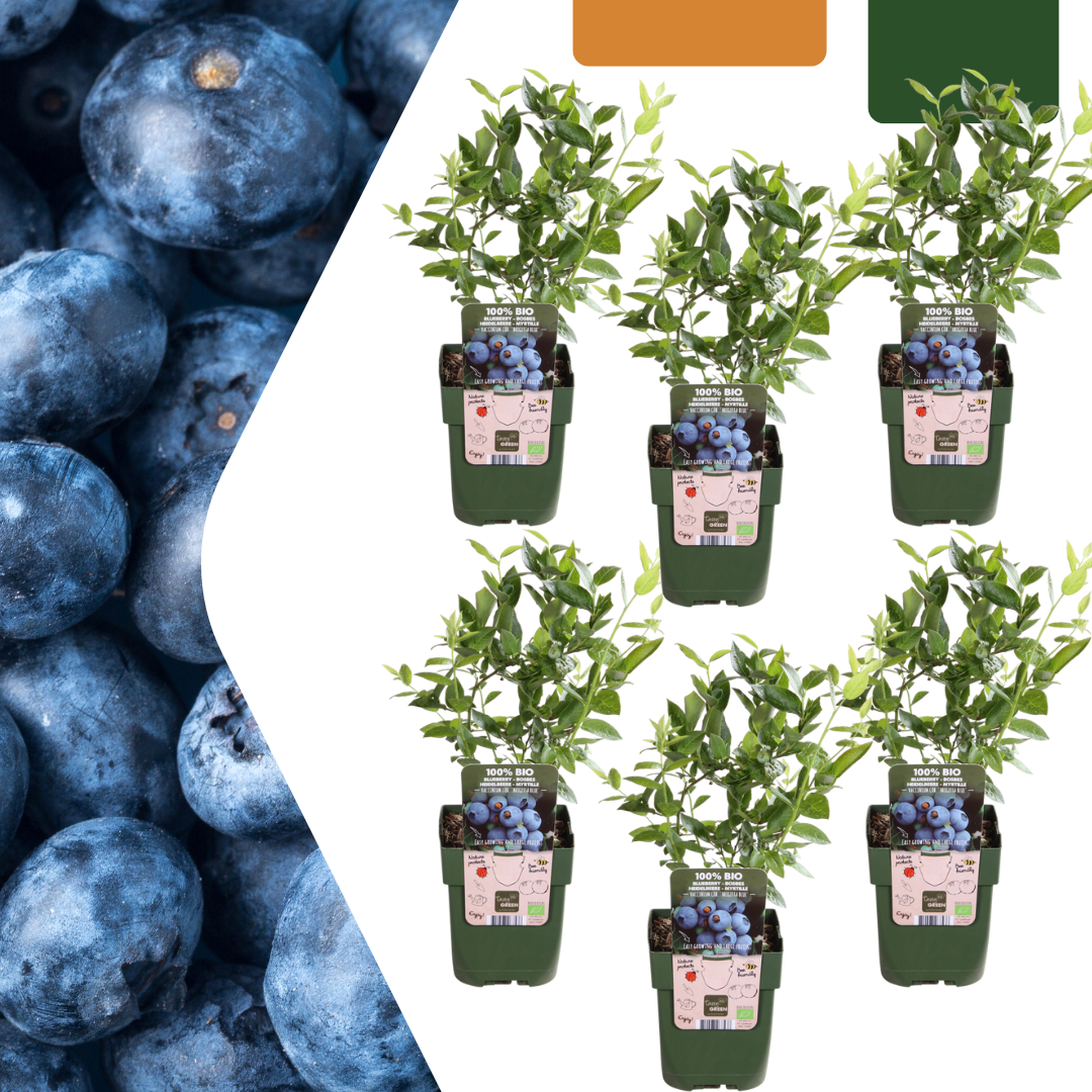 6 x Blueberry plants BIO - Ø 13 cm - ↨ 20 cm