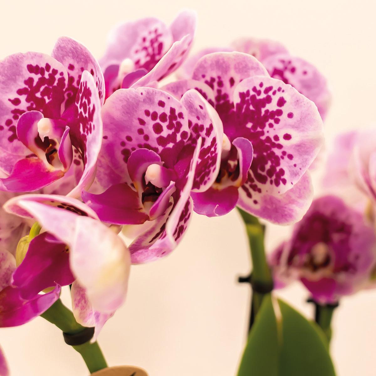 Kolibri Orchids | COMBI DEAL of 4 pink purple phalaenopsis orchids - El Salvador - pot size Ø9cm | flowering houseplant - fresh from the grower