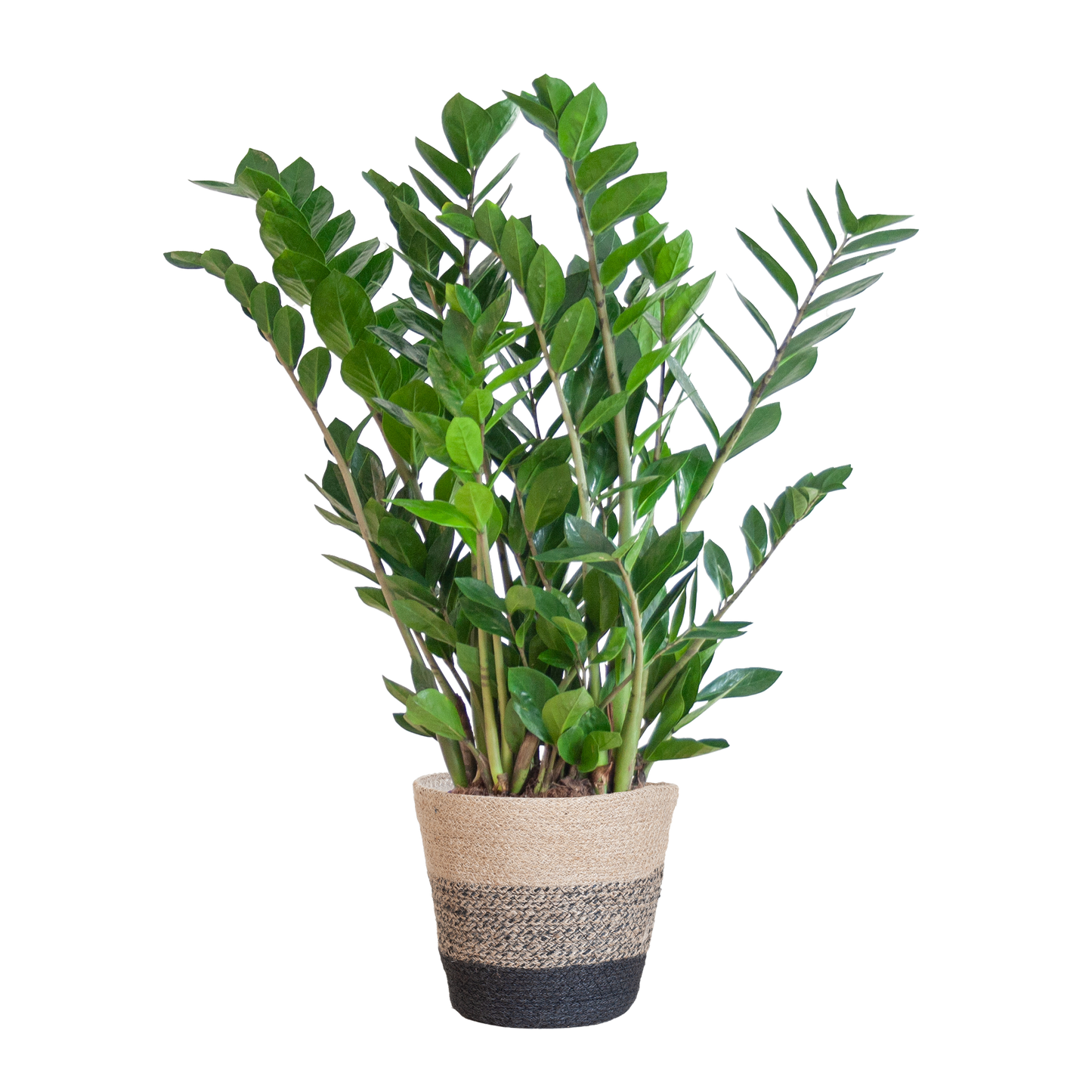 Zamioculcas Zamiifolia with Basket Lisbon black - 80cm - Ø21