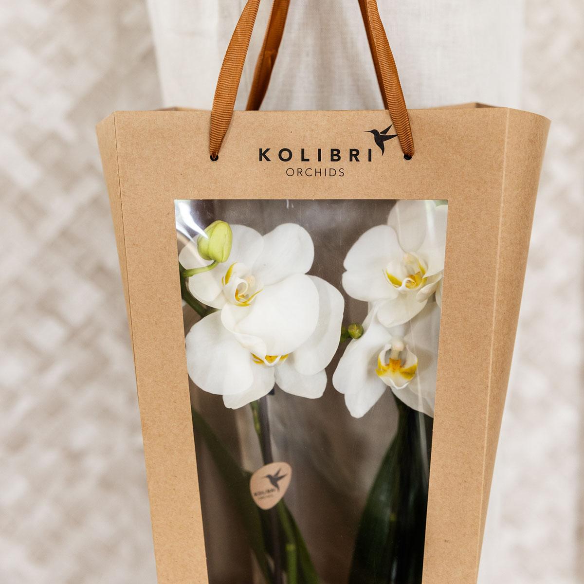 Kolibri Company I Gift bag for Orchid with decorative pot 9cm