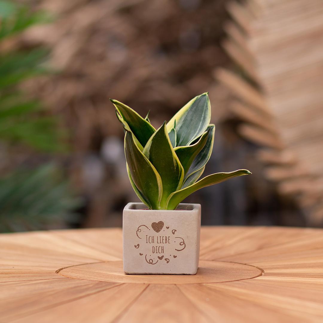Congreet plant pots + Sansevieria | I love you