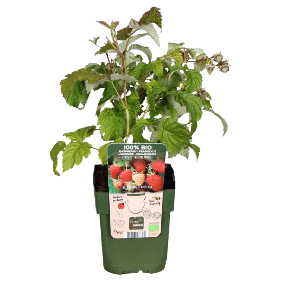 "Summer Fruits" BIO Fruit Plants Mix Set of 4 Different Types