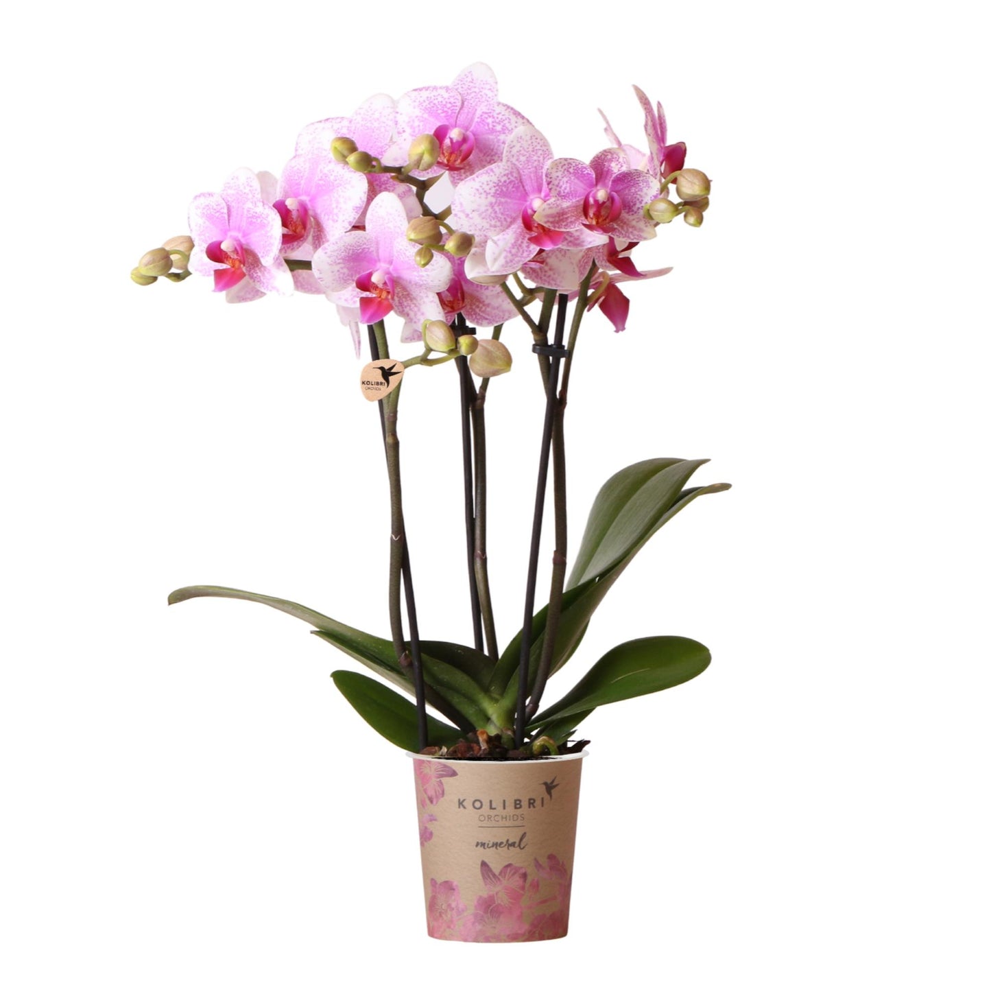 Roze Phalaenopsis orchidee potmaat Ø9cm | Rotterdam