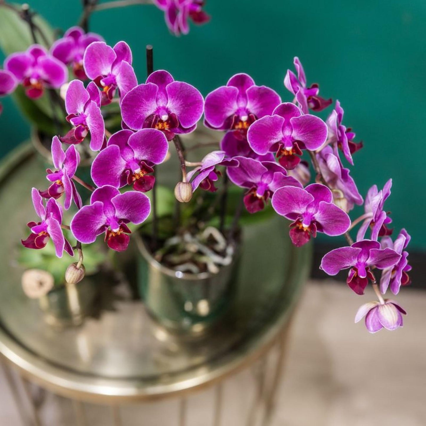 Kolibri Orchids | Purple phalaenopsis orchid pot size Ø9cm | Morelia | flowering houseplant - fresh from the grower