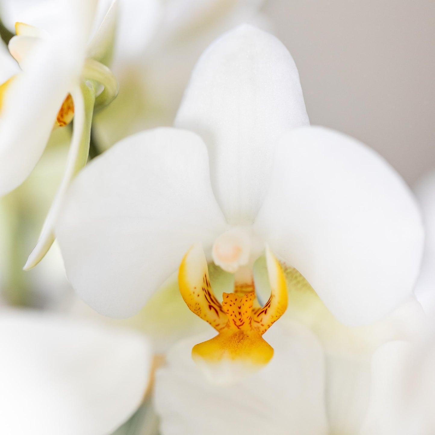 Kolibri Orchids | white phalaenopsis orchid, pot size Ø9cm | Lausanne | flowering houseplant - fresh from the grower