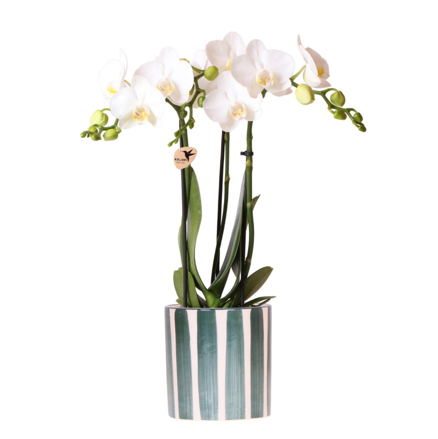 Hummingbird Orchids | White Phalaenopsis orchid Amabilis + Painted Stripe pot green - pot size Ø9cm | flowering houseplant - fresh from the grower