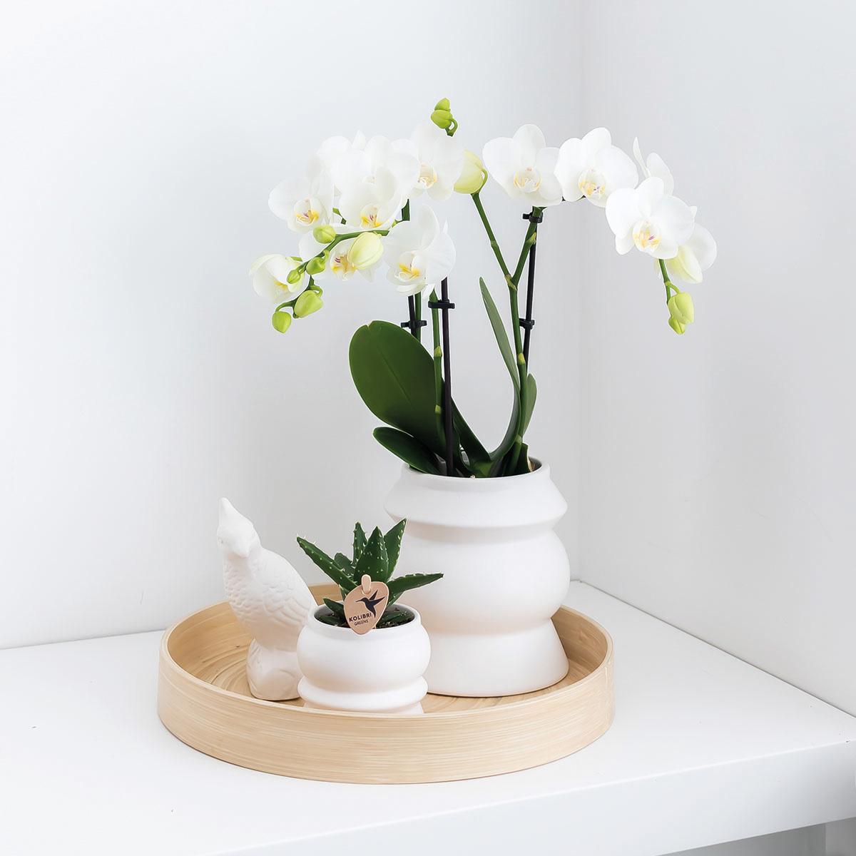 Surprise box single-colored - plant advantage box - surprise box with 4 different orchids ø9cm