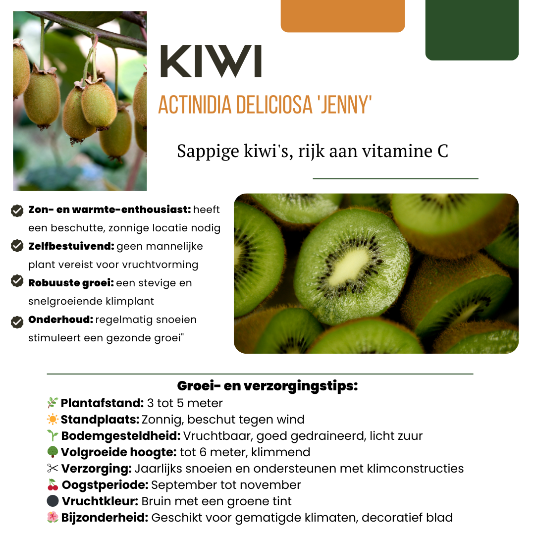 3 x Organic kiwi plants - Ø 13 cm - ↨ 20 cm