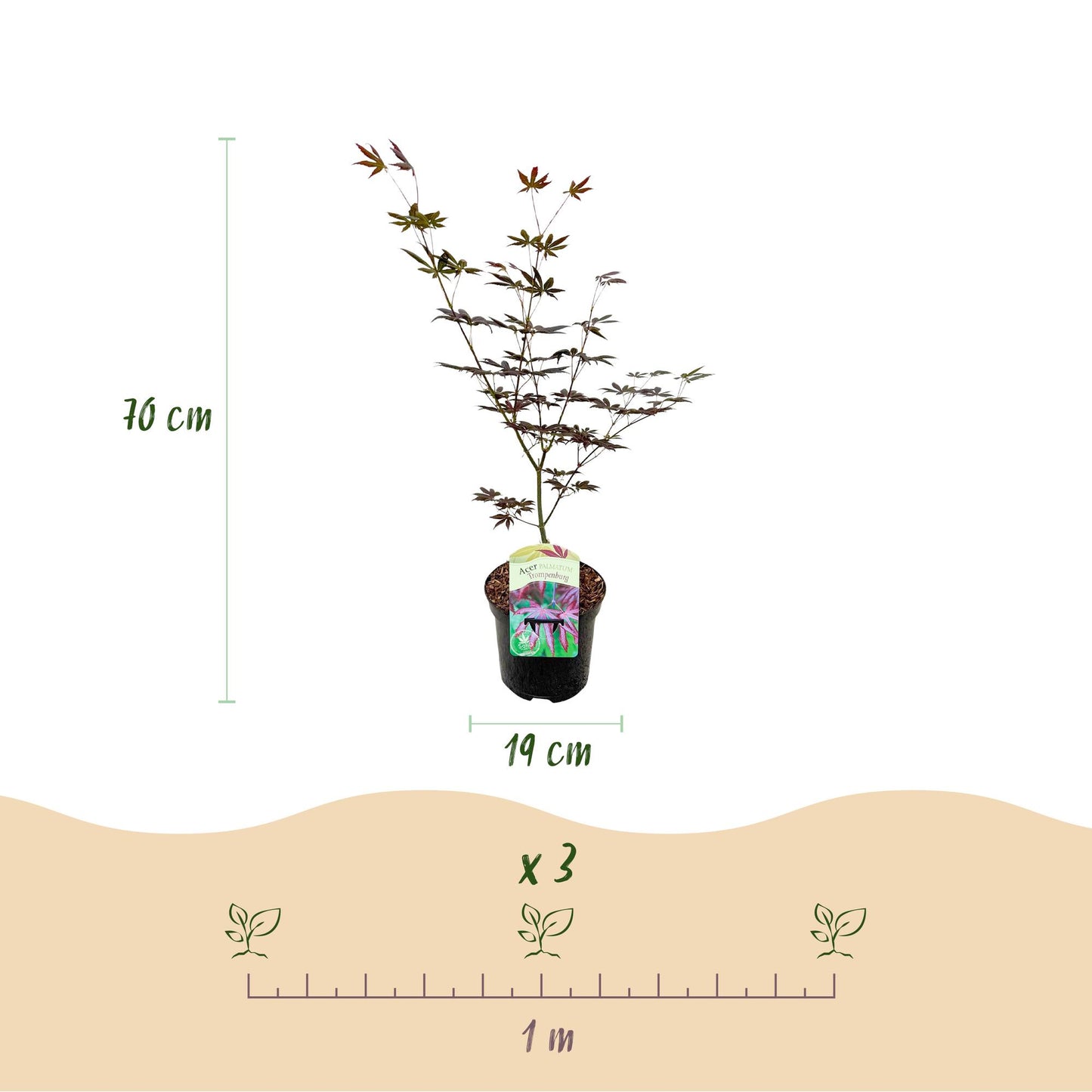 Green boutiQ - Terrace plant - Japanese Maple - Acer palmatum Trompenburg - Dark Purple - 1 Plant - Deciduous - Pot 19cm Height 70cm