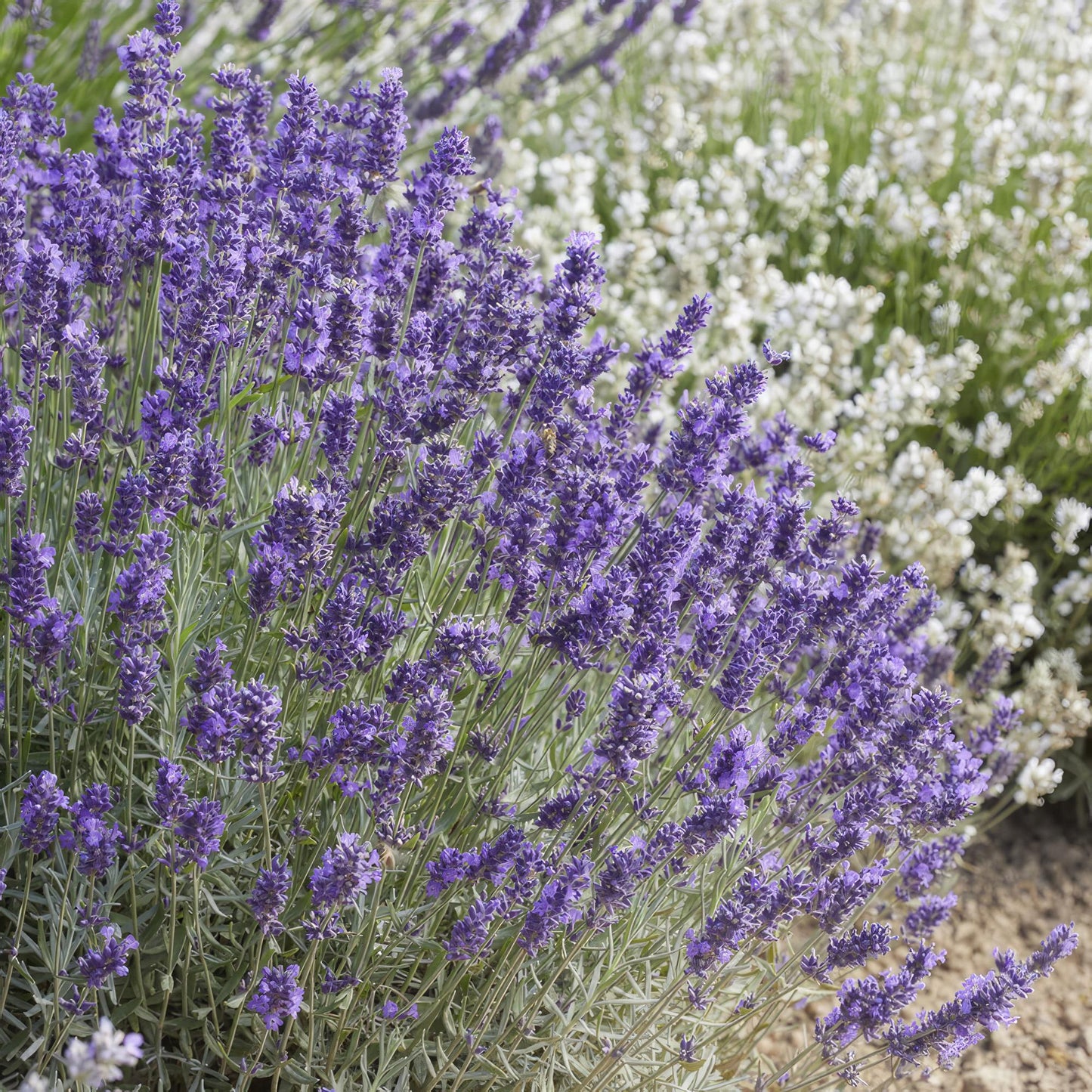 60x Lavandula 'Hidcote' - ↕10-25cm - Ø9cm