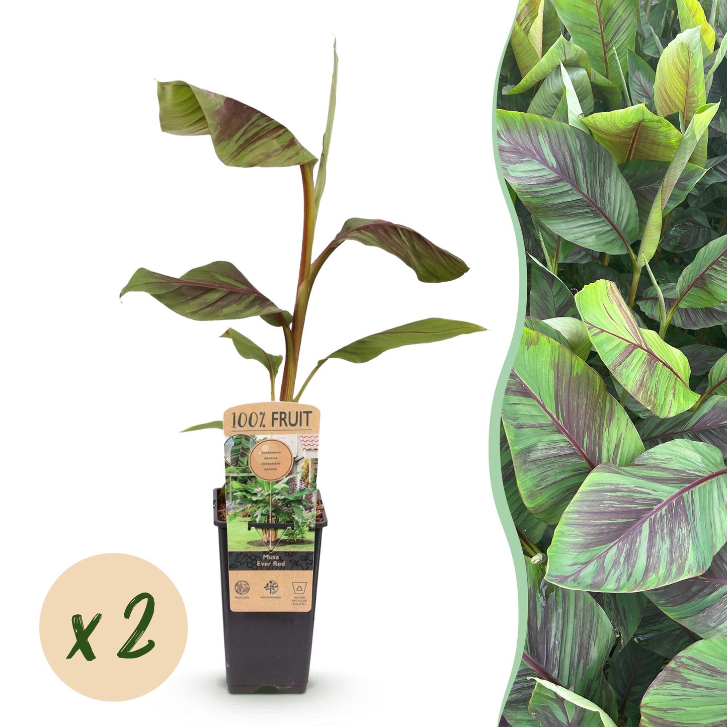 Japanese fiber banana - Musa Ever Red - Winter hardy - 2 plants