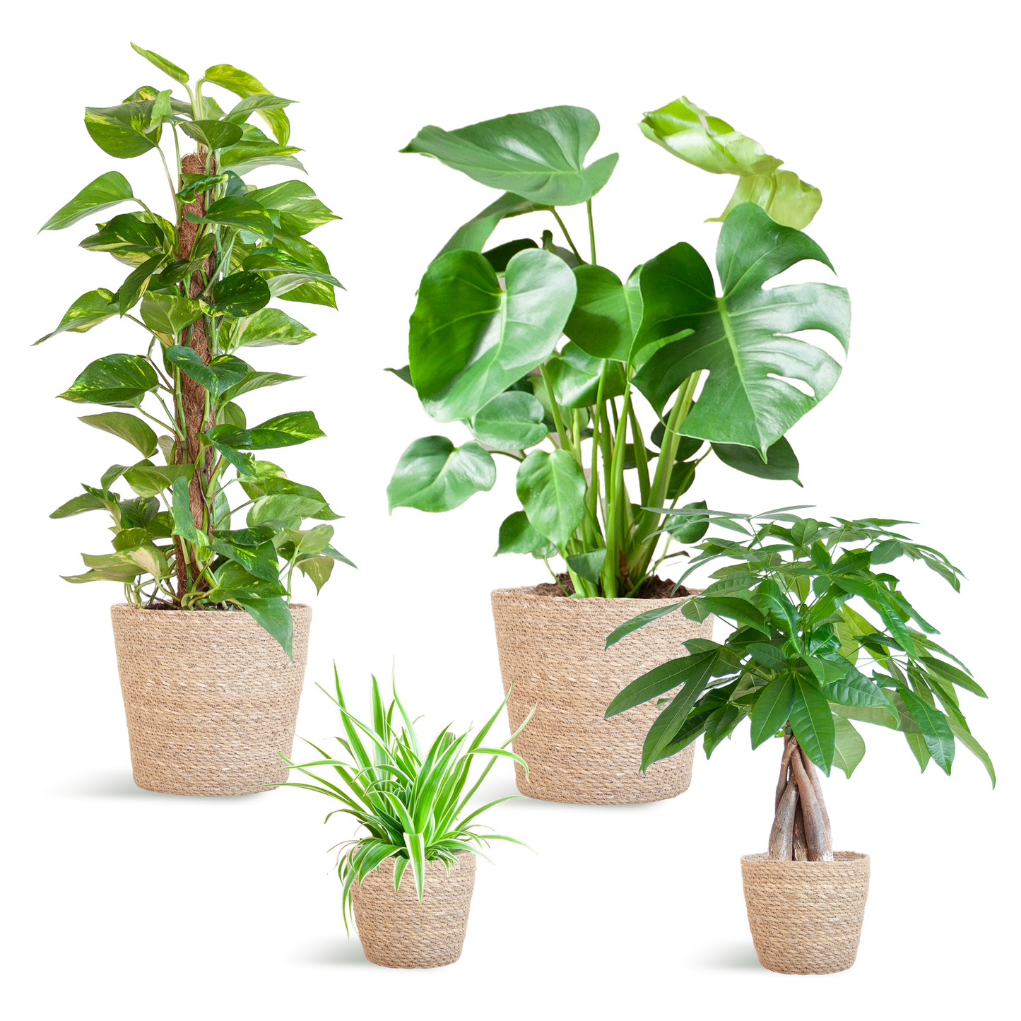 Easy care Plant box - medium - with basket Sofia
