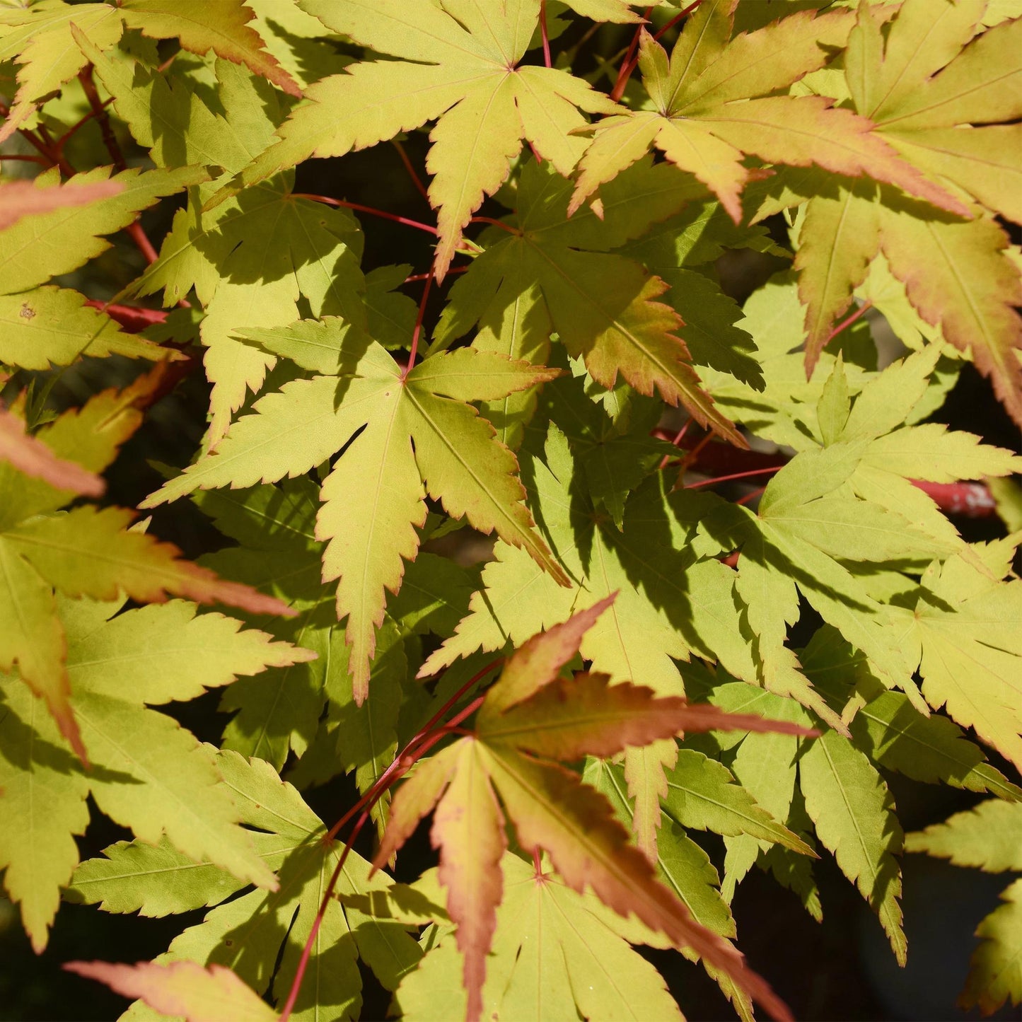Green boutiQ - Terrace plant - Japanese Maple - Acer palmatum Summergold - Yellow - 1 Plant - Deciduous - Pot 19cm Height 70cm