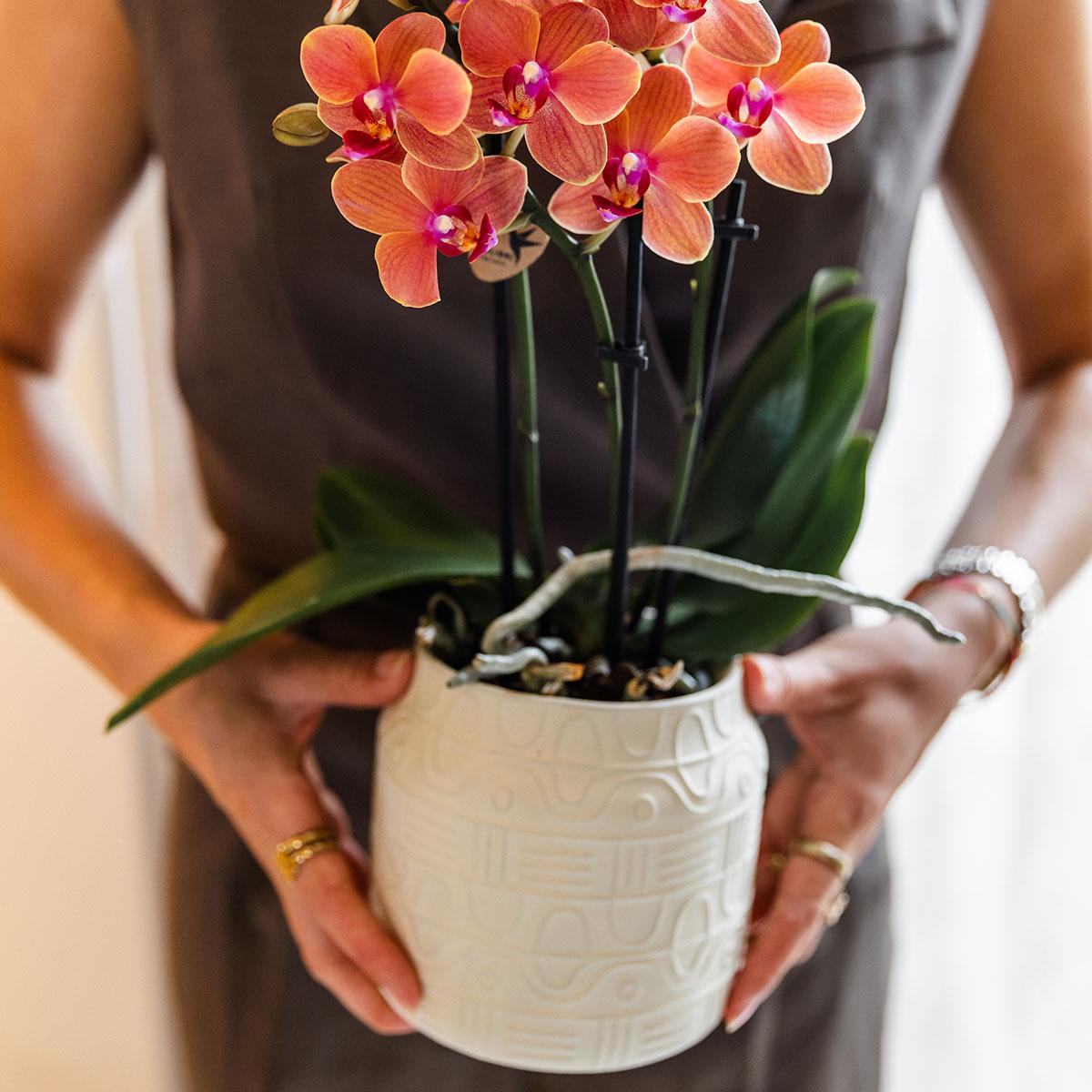 Kolibri Orchids | COMBI DEAL of 4 orange Phalaenopsis orchids - Bolzano - pot size Ø9cm | flowering houseplant - fresh from the grower