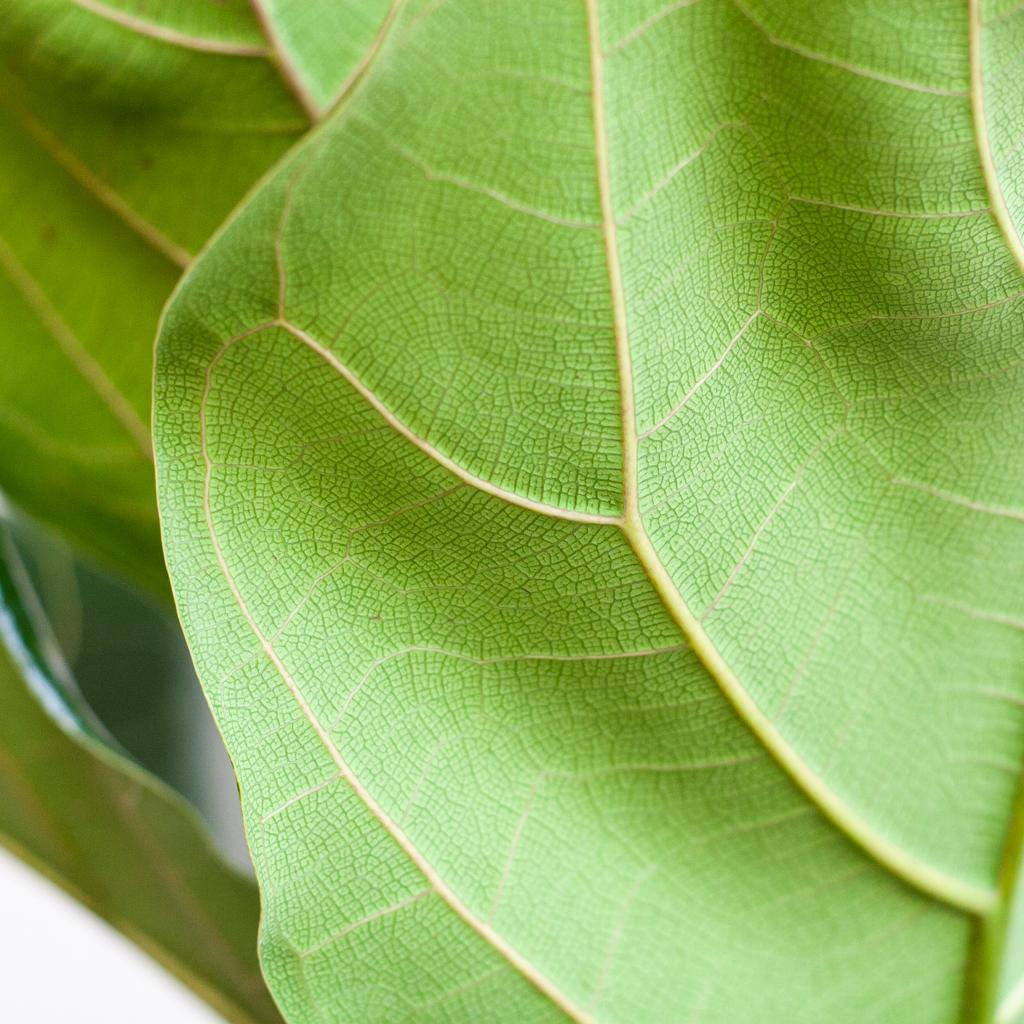 Ficus Lyrata with Basket Sofia natural - 80cm - Ø21