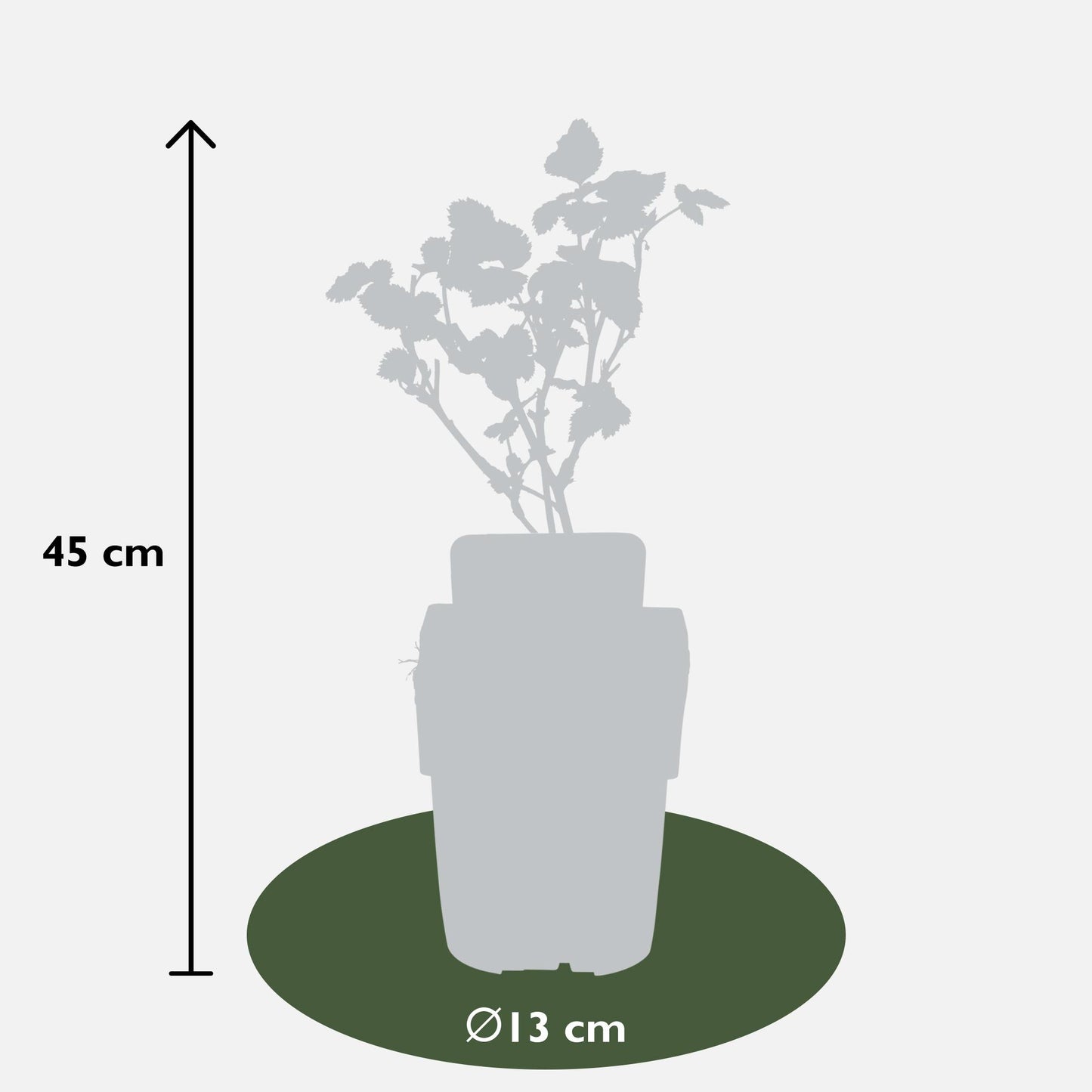 Rubus fruticosus 'Black Satin' - Thornless Blackberry - Ø13cm - ↕45cm