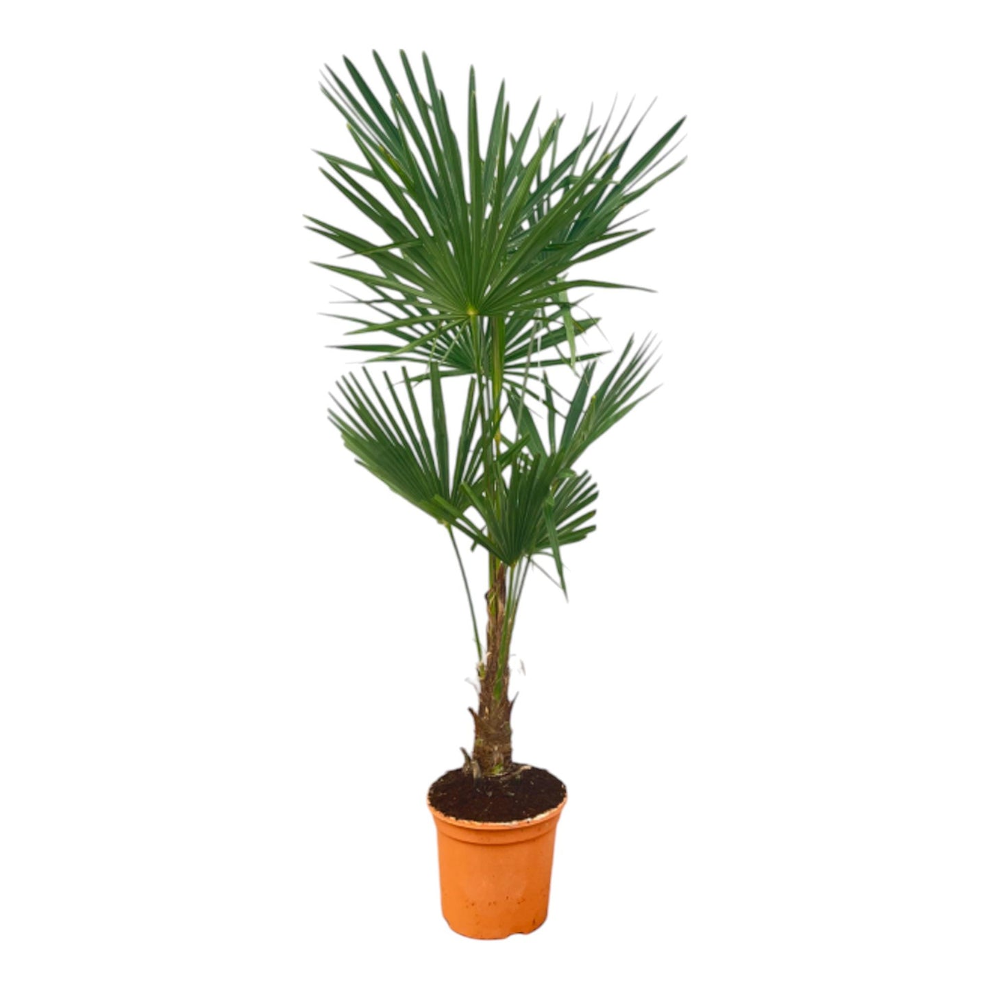 Trachycarpus Fortuneii - 130 - 140cm - Ø27