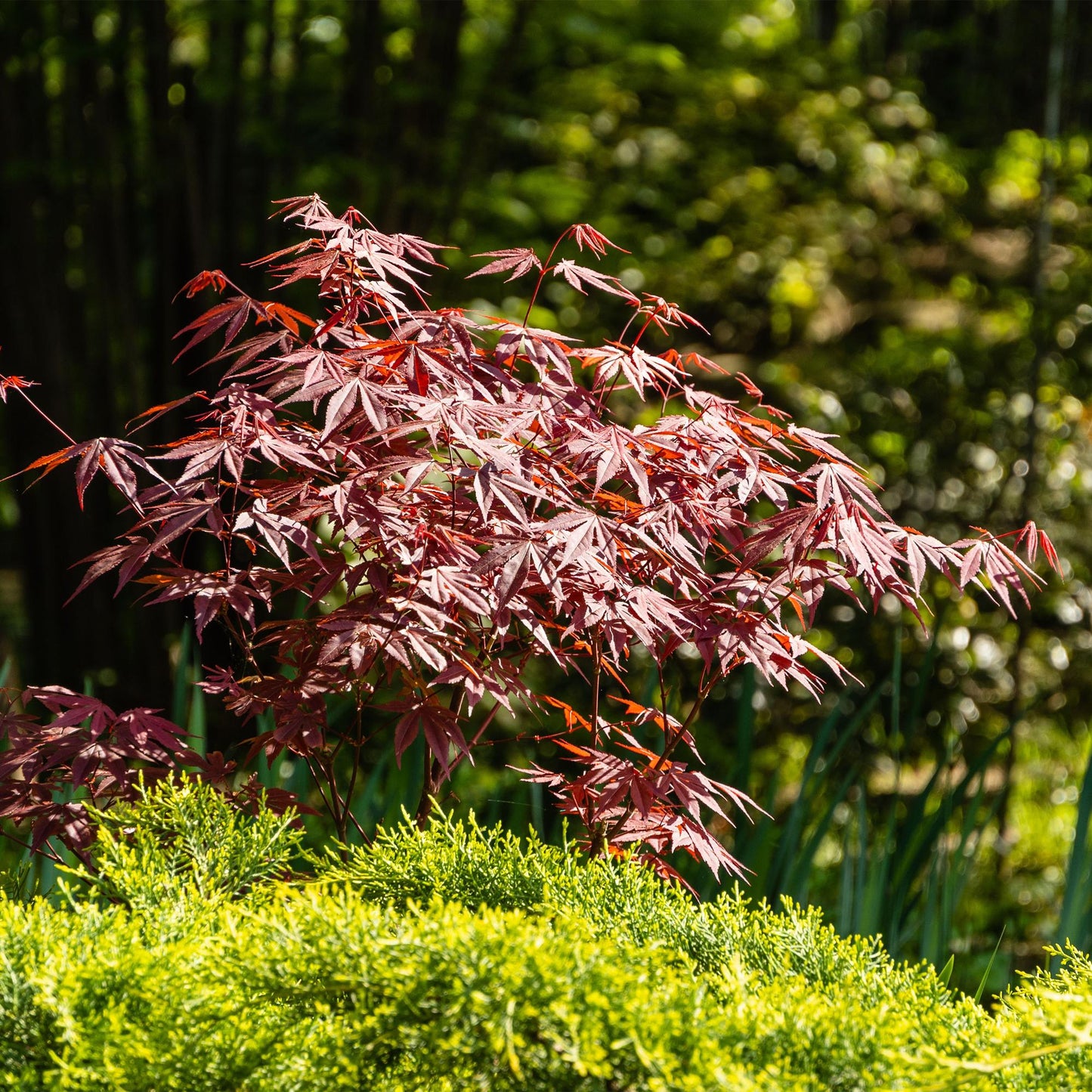 Green boutiQ - Terrace plant - Japanese Maple - Acer palmatum Atropurpureum - Purple - 1 Plant - Deciduous - Pot 19cm Height 70cm